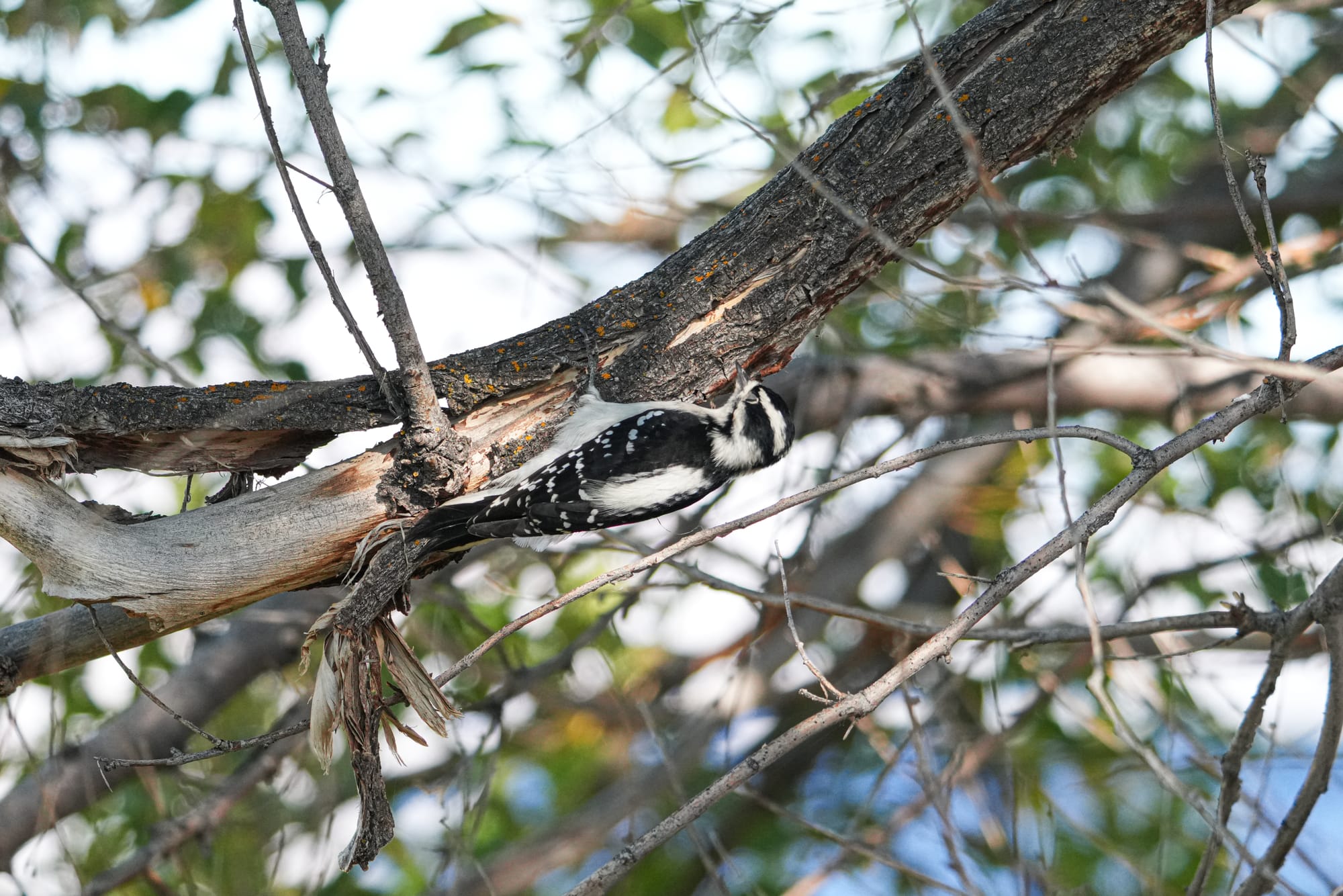 Downy woodpecker