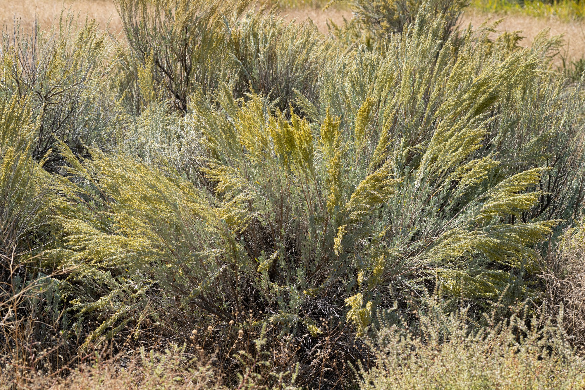 sagebrush