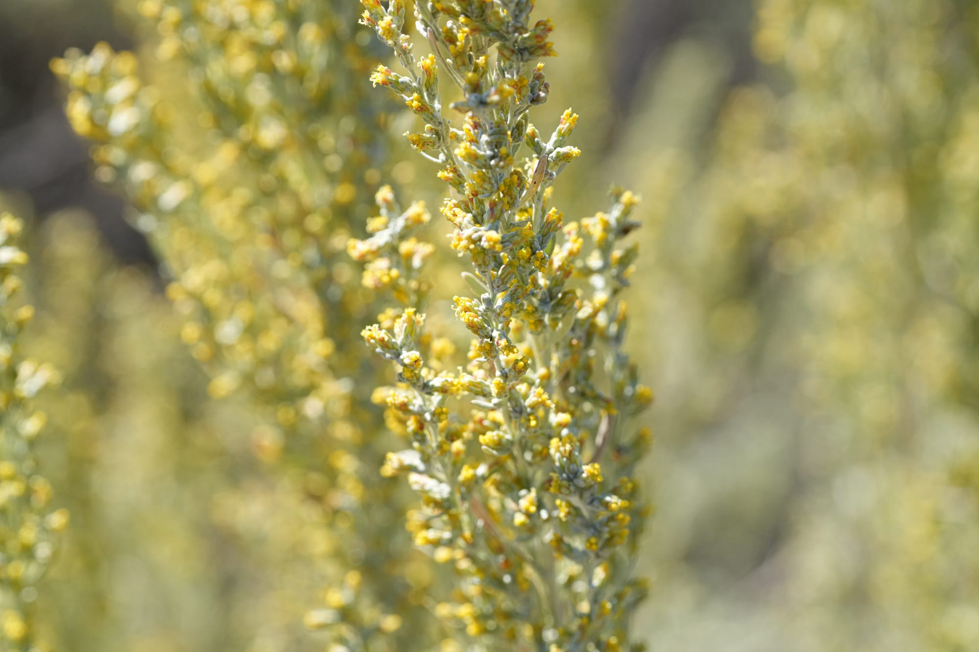 sagebrush flowers