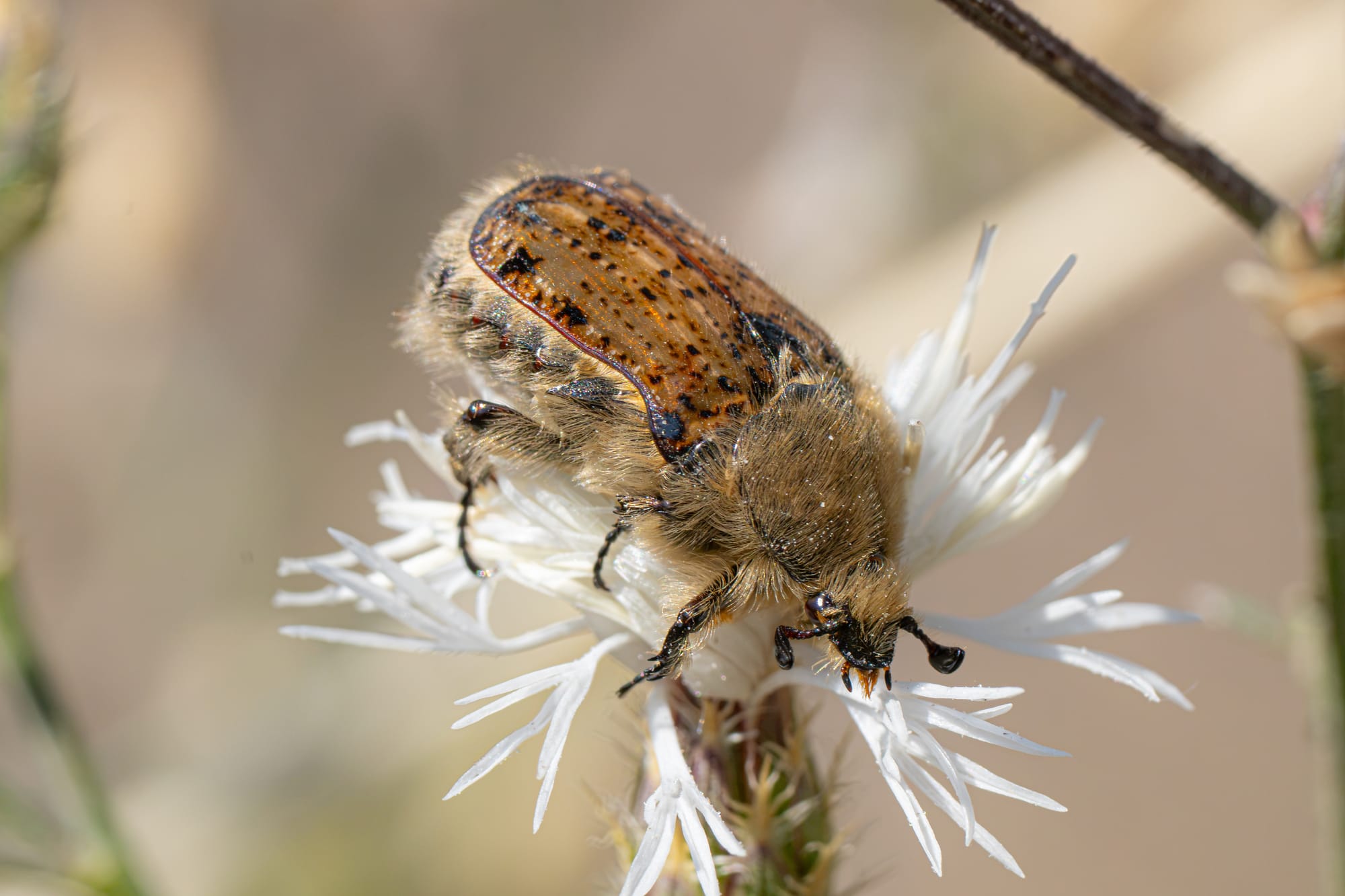 bumble flower beetle