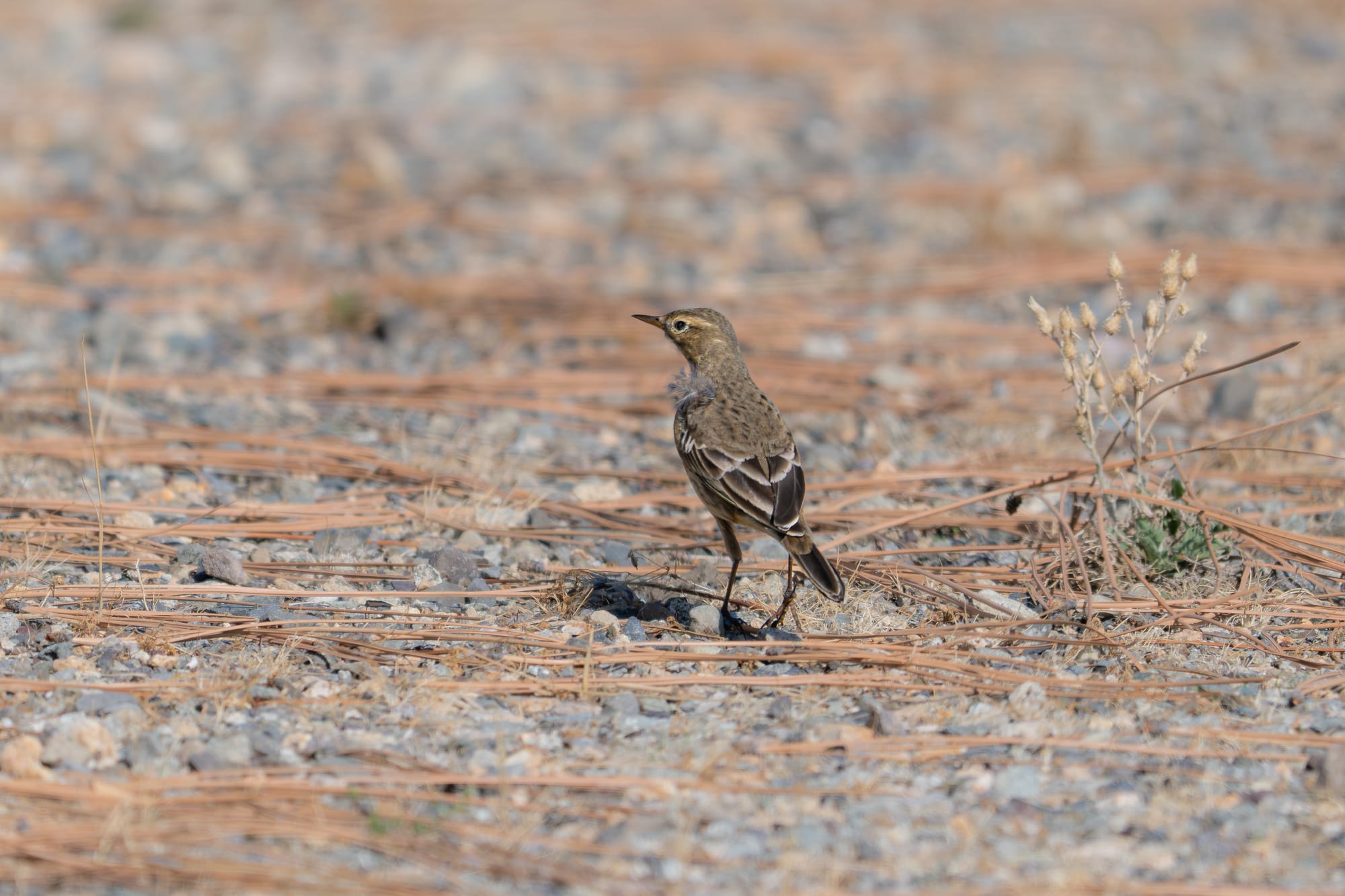 American pipit