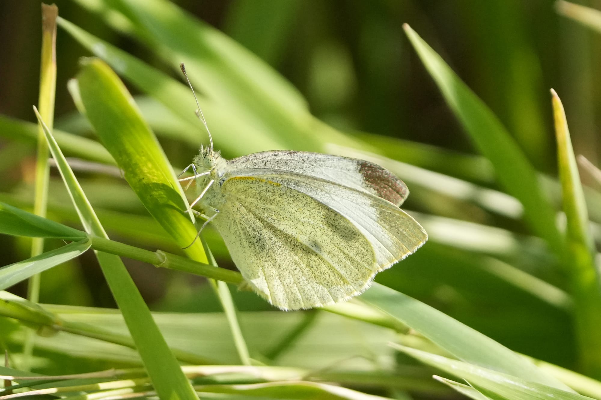 cabbage white