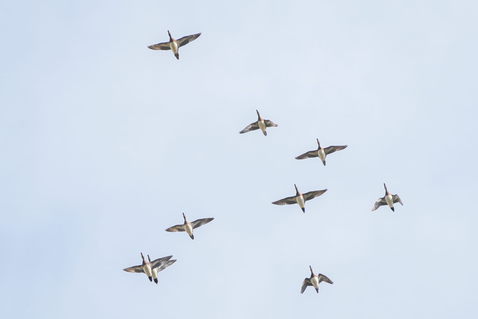 American wigeon