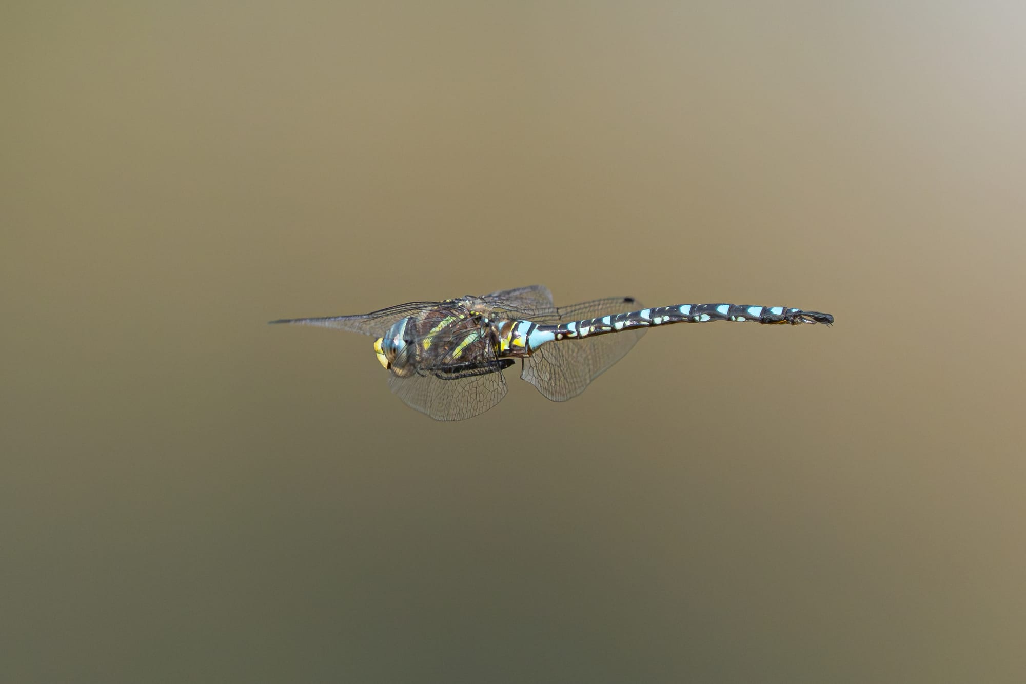 paddle-tailed darner