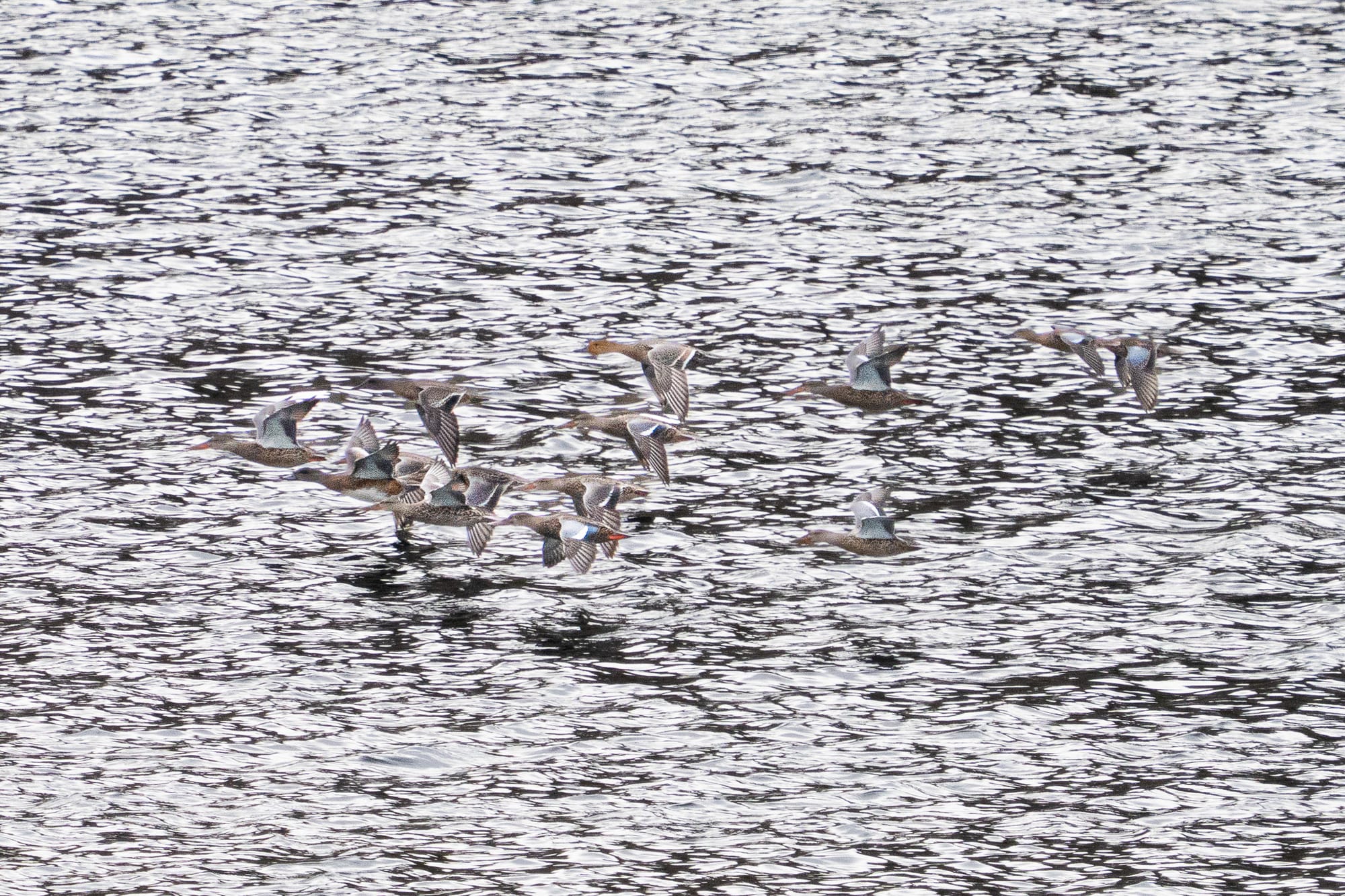 migrating ducks