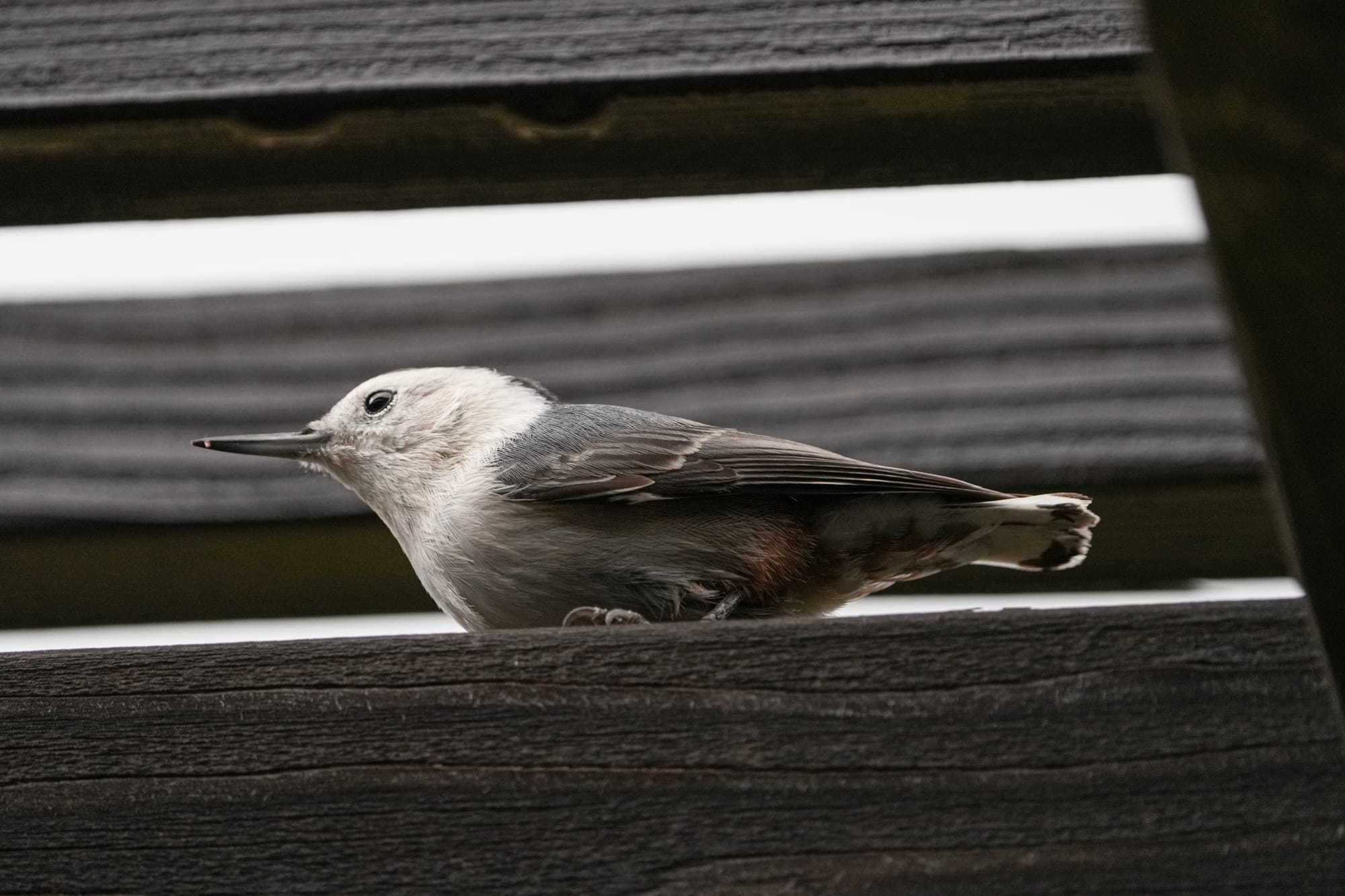 white-breasted nuthatch