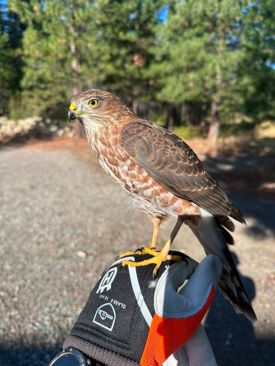 sharp-shinned hawk