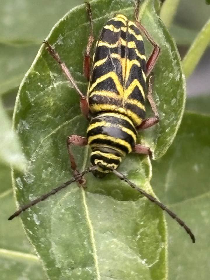 locust borer