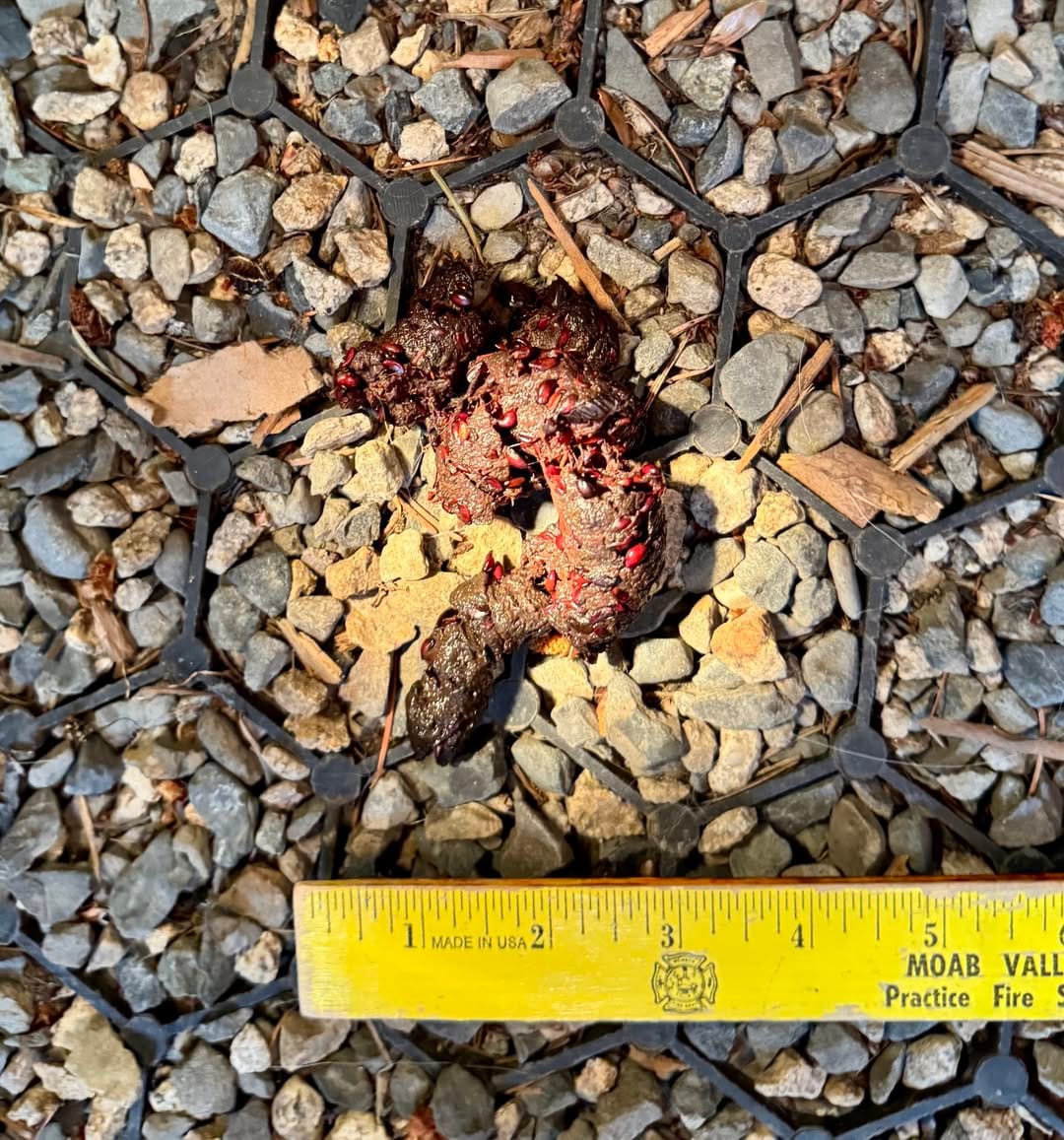 coyote scat