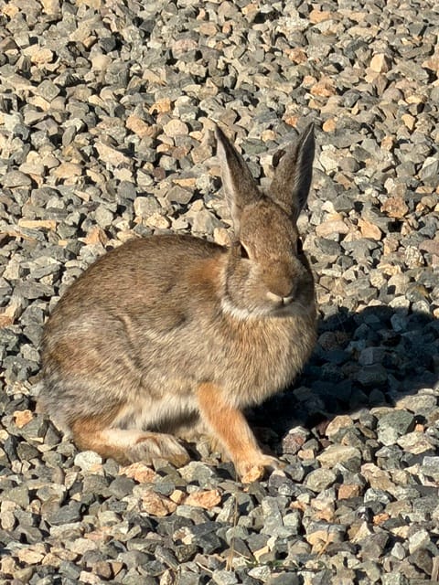 Nuttall's cottontail