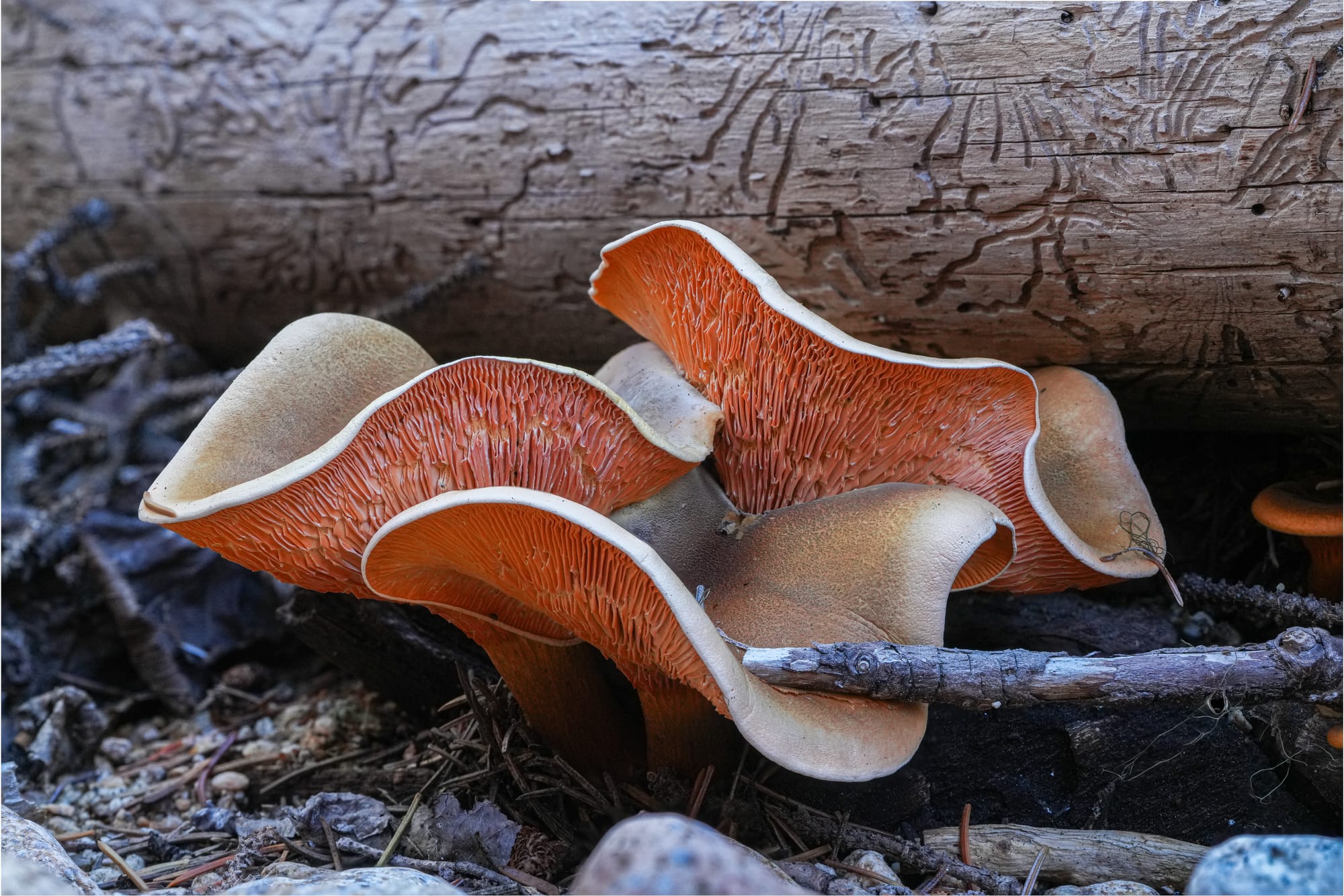 mushroom