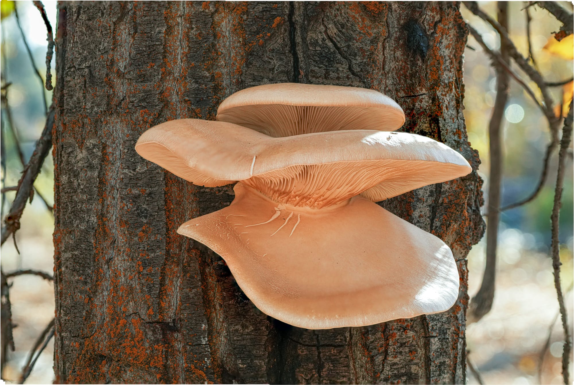 oyster mushroom