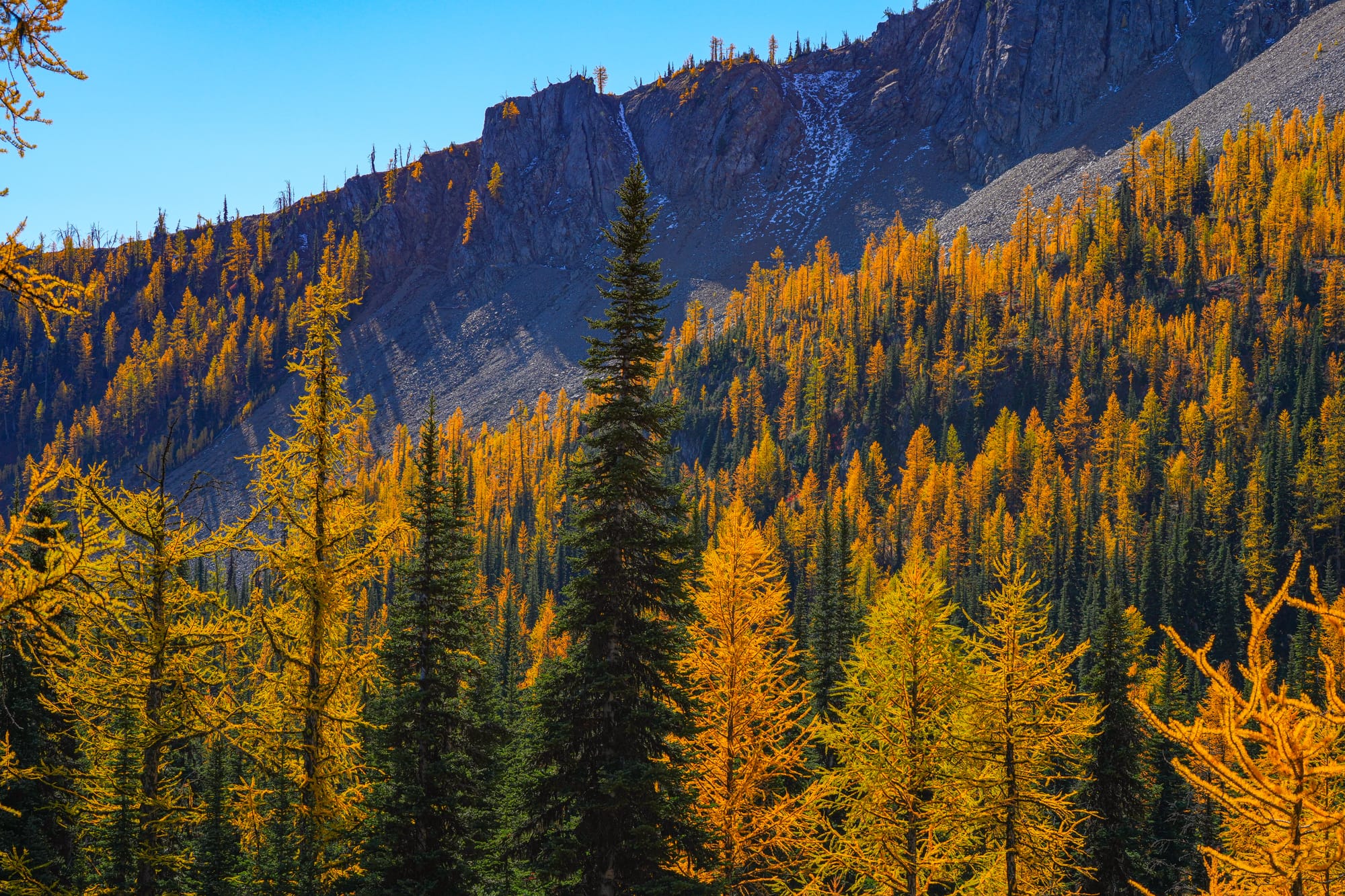 subalpine larches