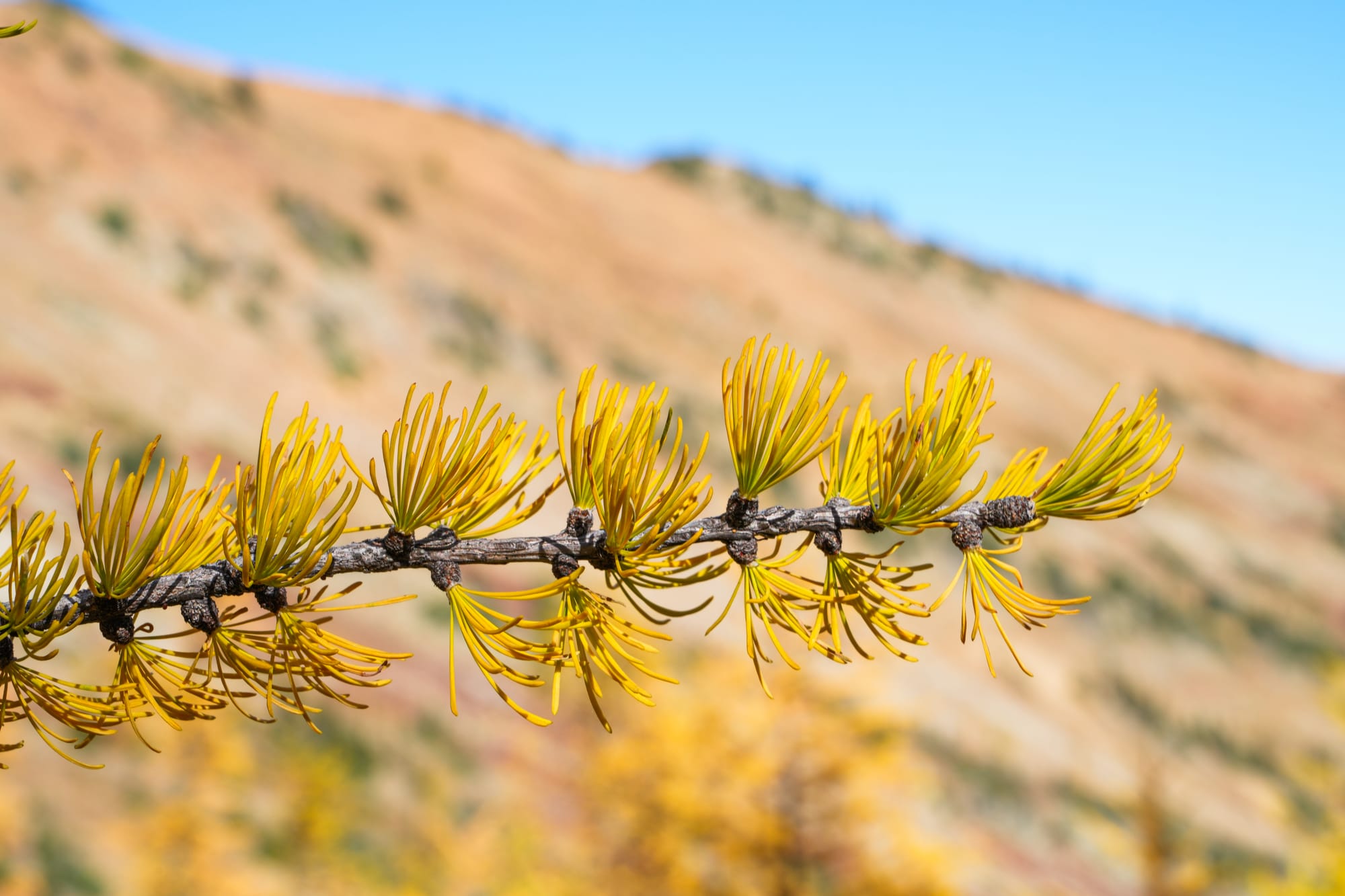 subalpine larch