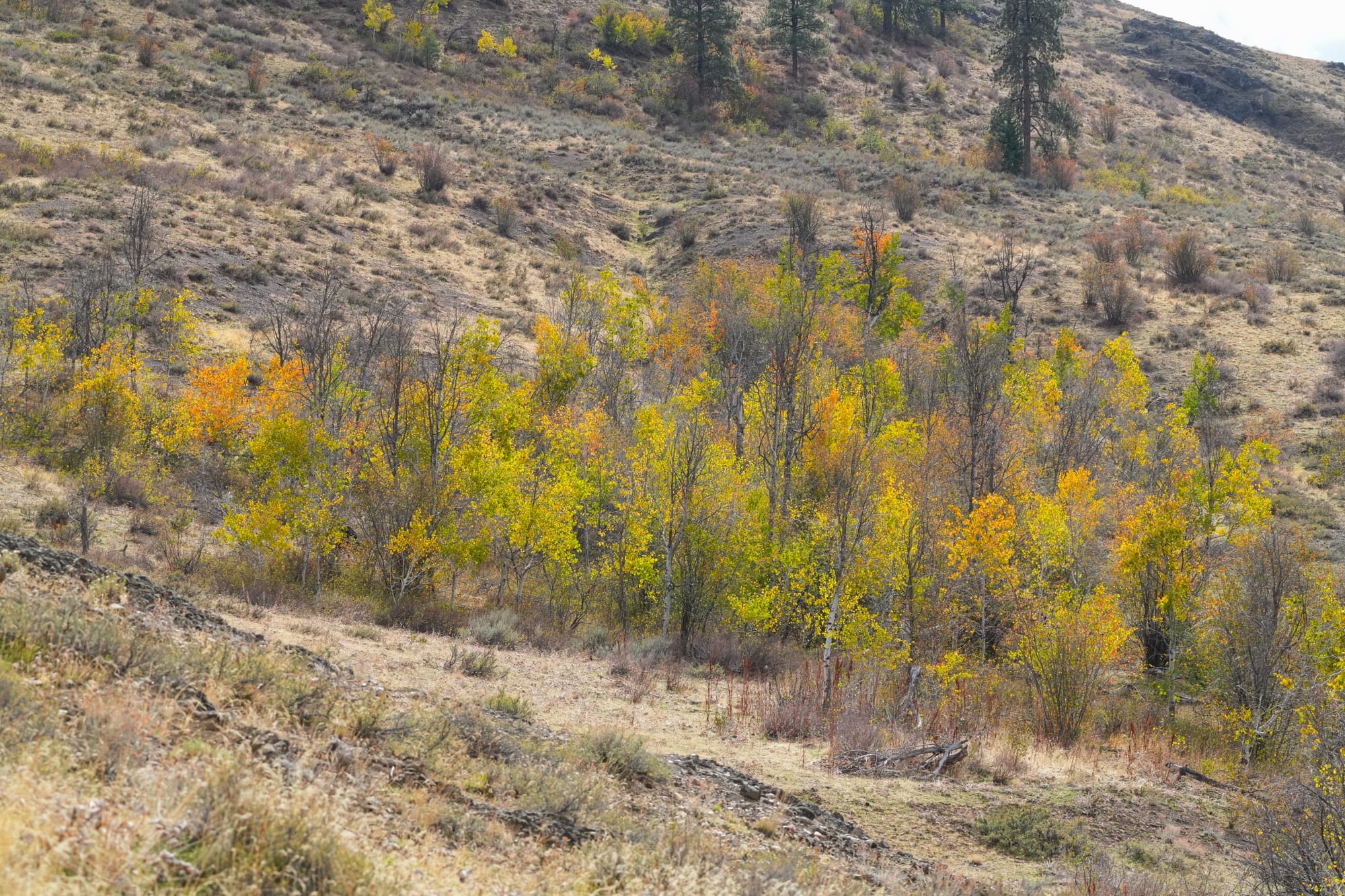 aspens turning color