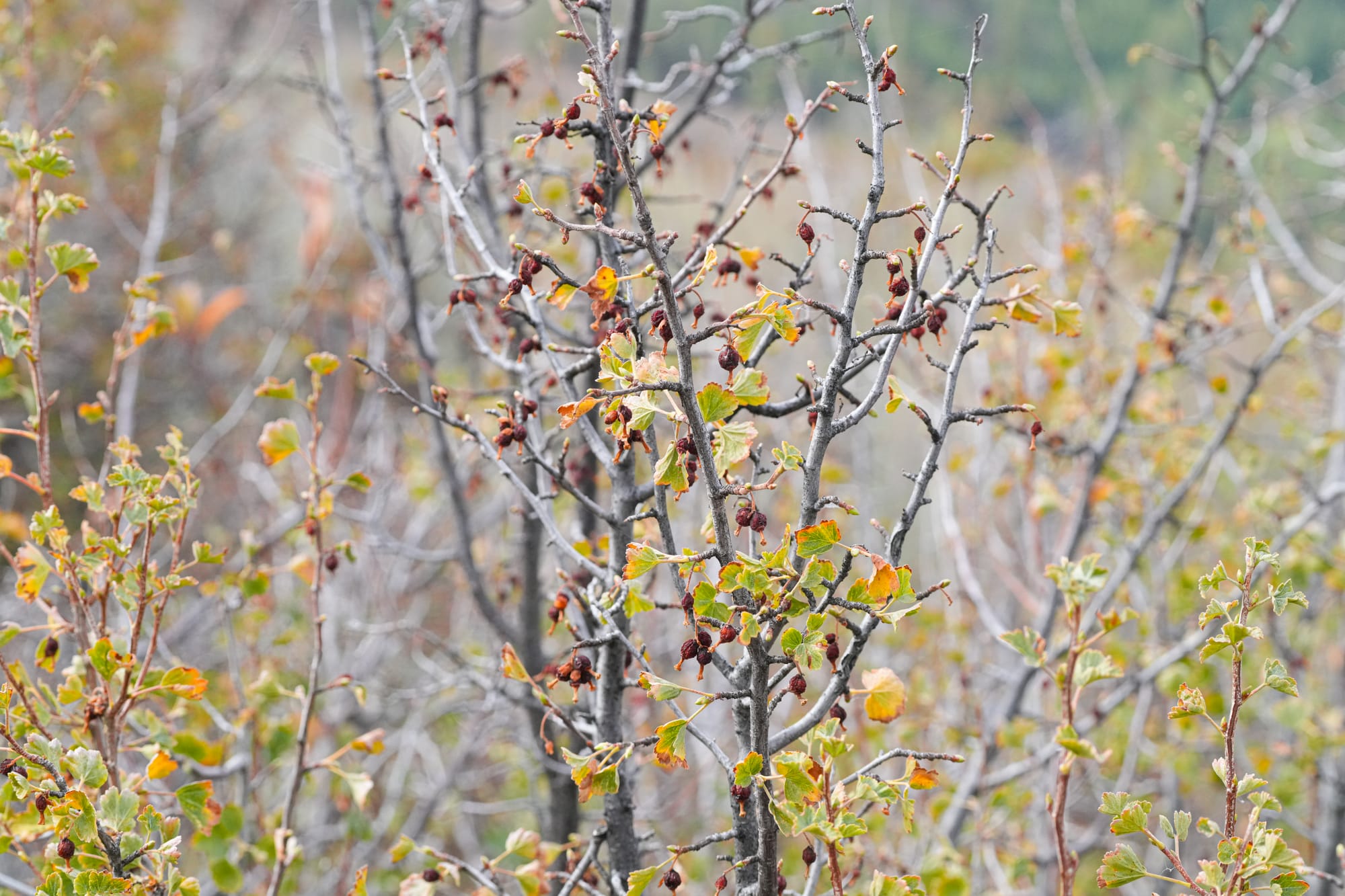dried berries