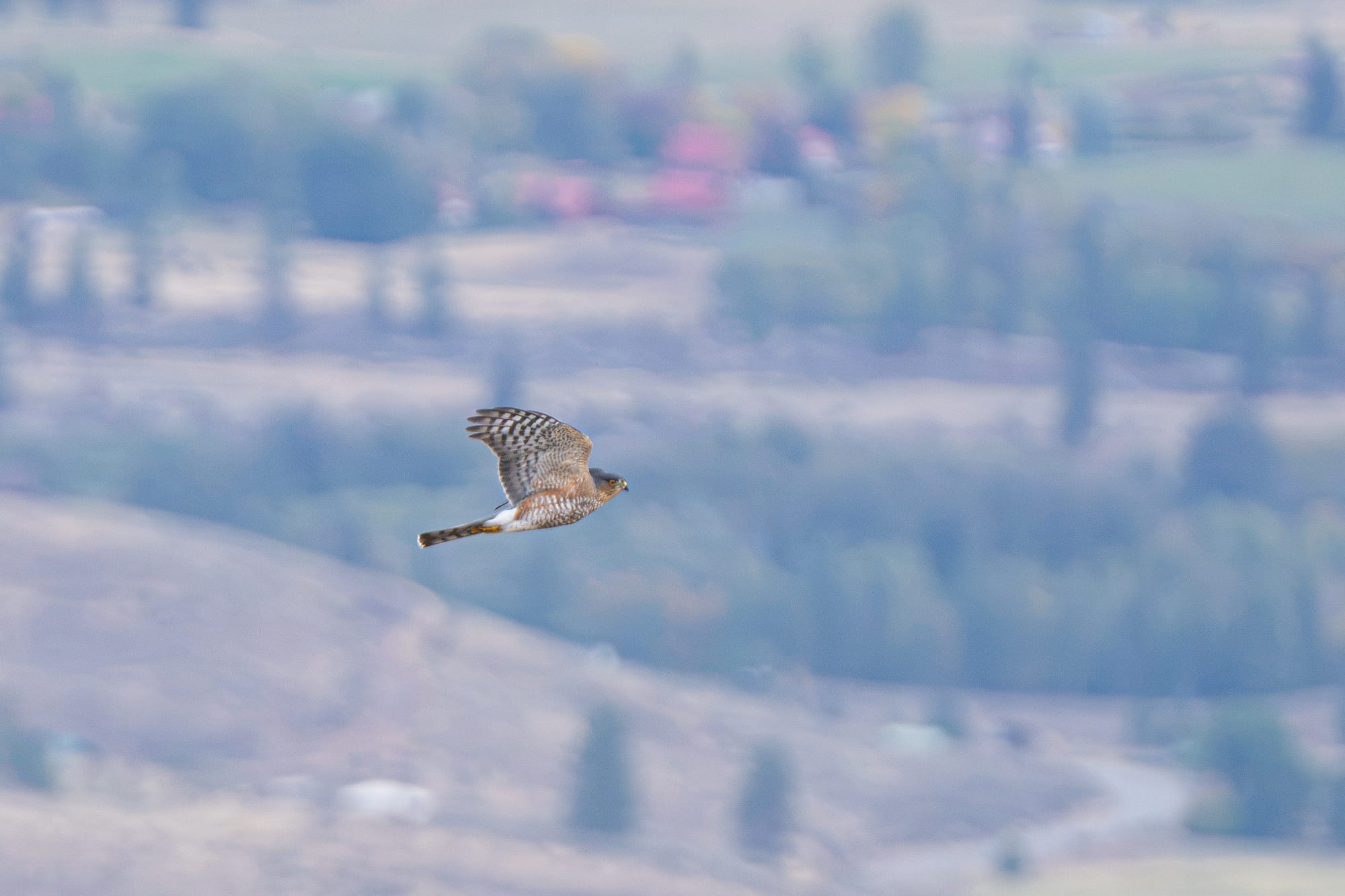 sharp-shinned hawk