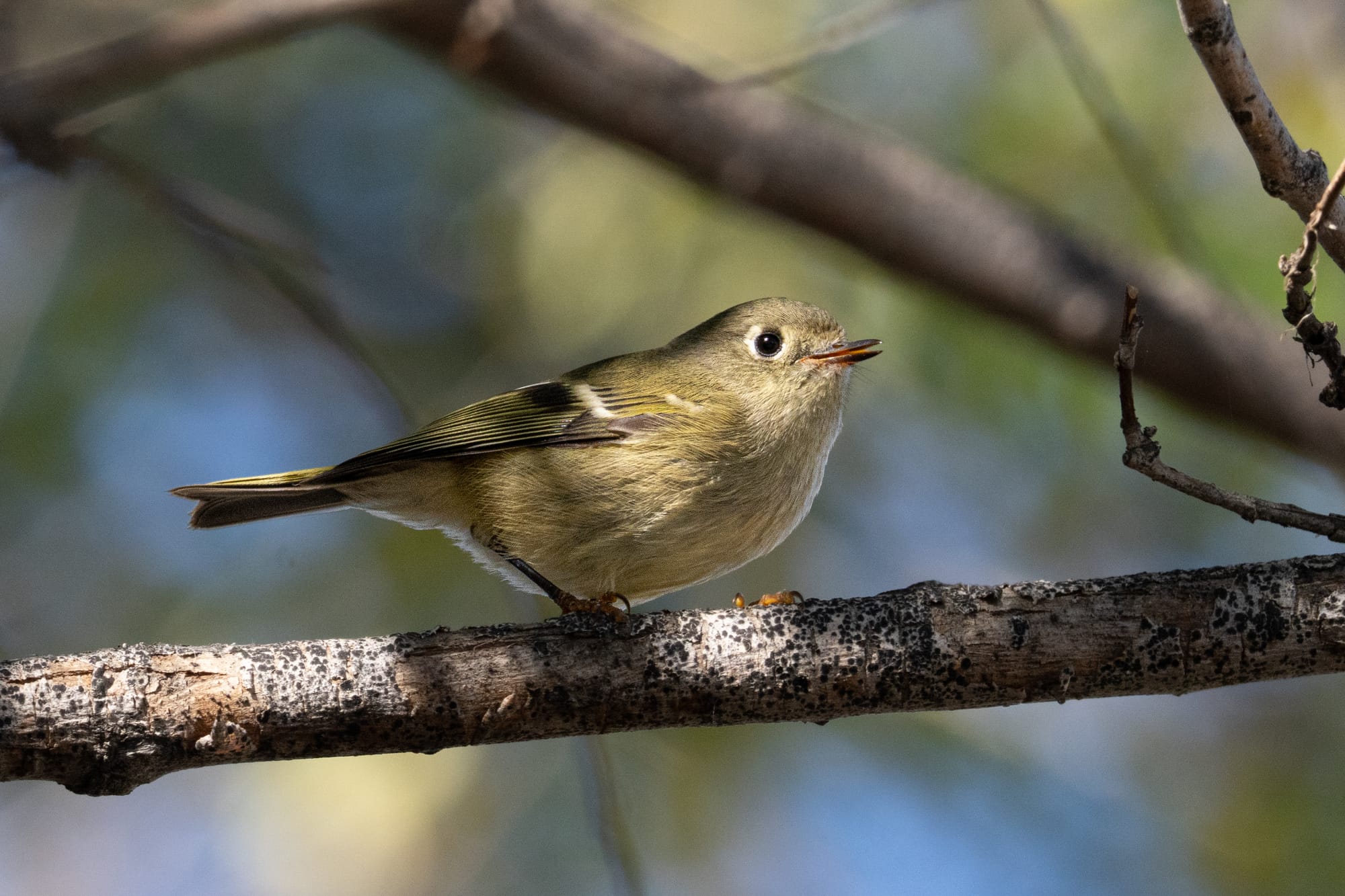 ruby-crowned kinglet