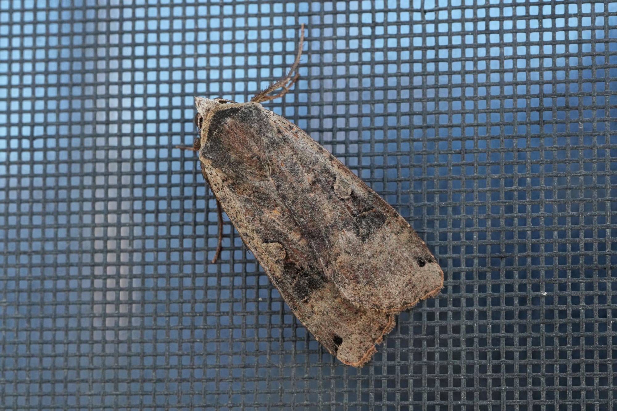 moth