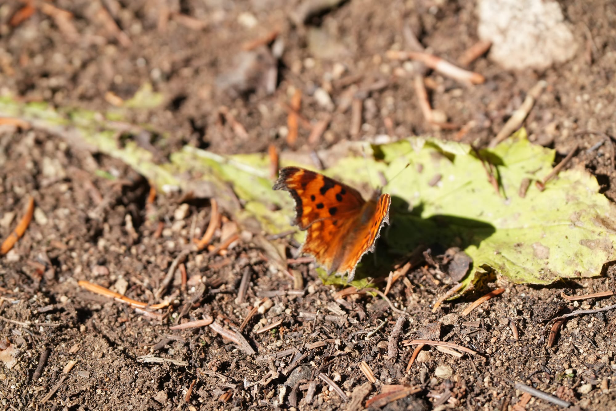butterfly