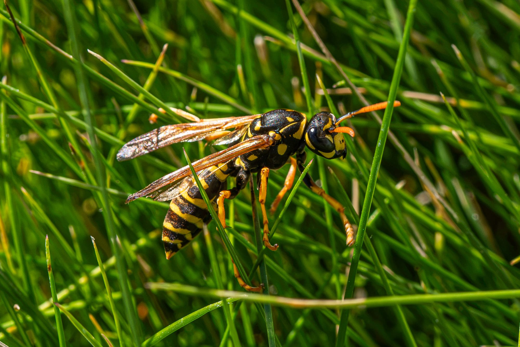European paper wasp