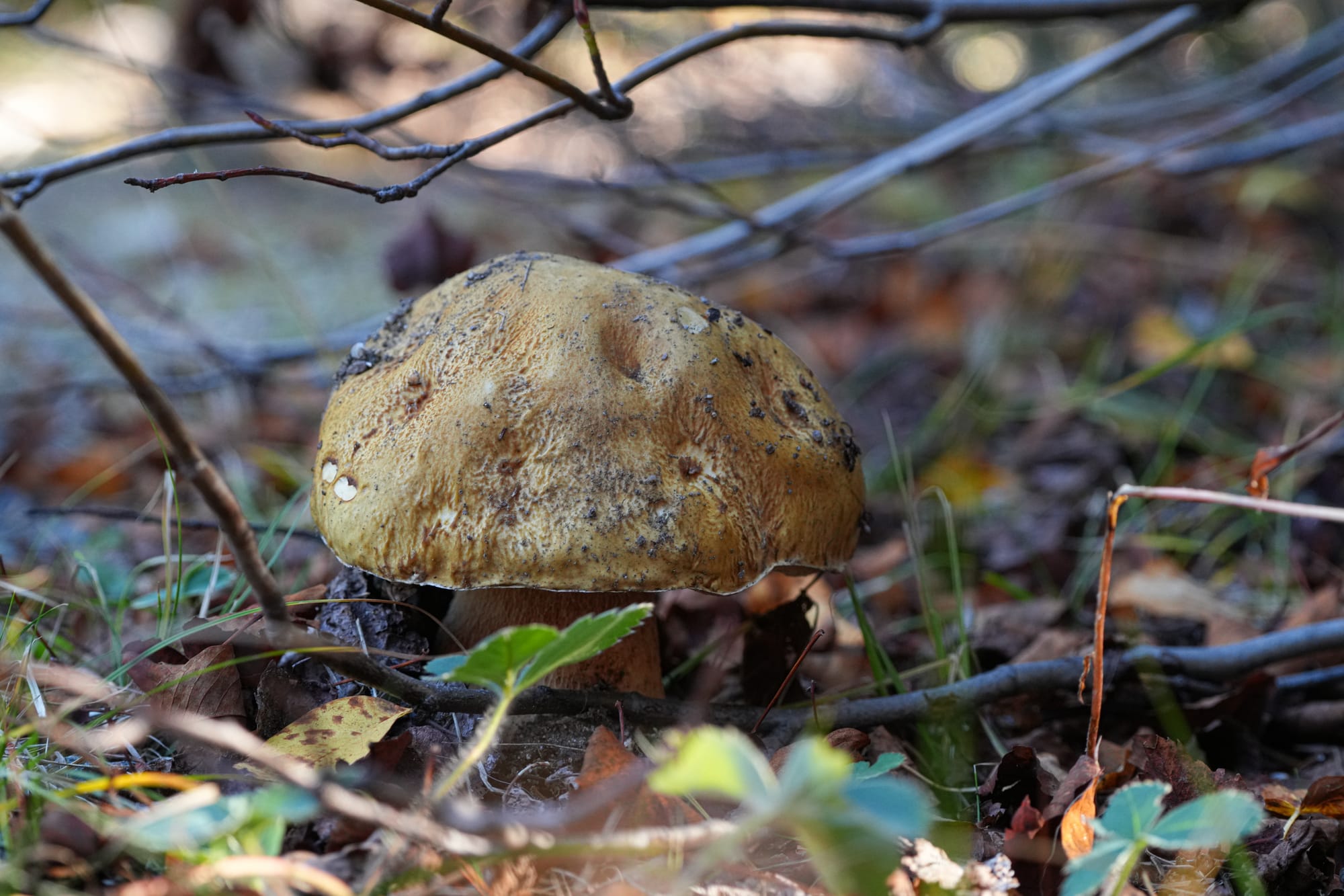 mushroom