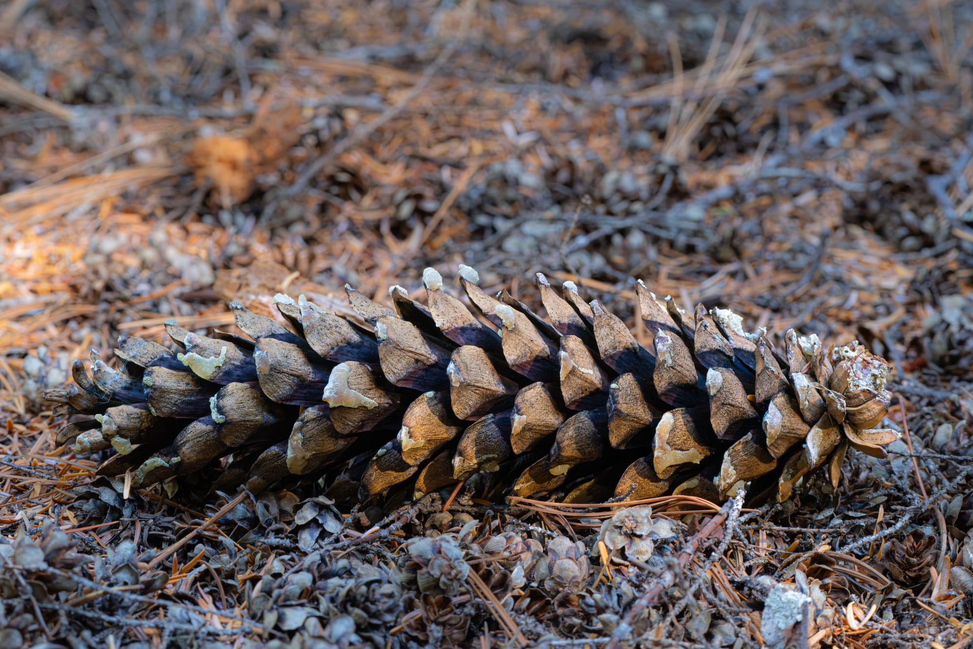 western white pine cone