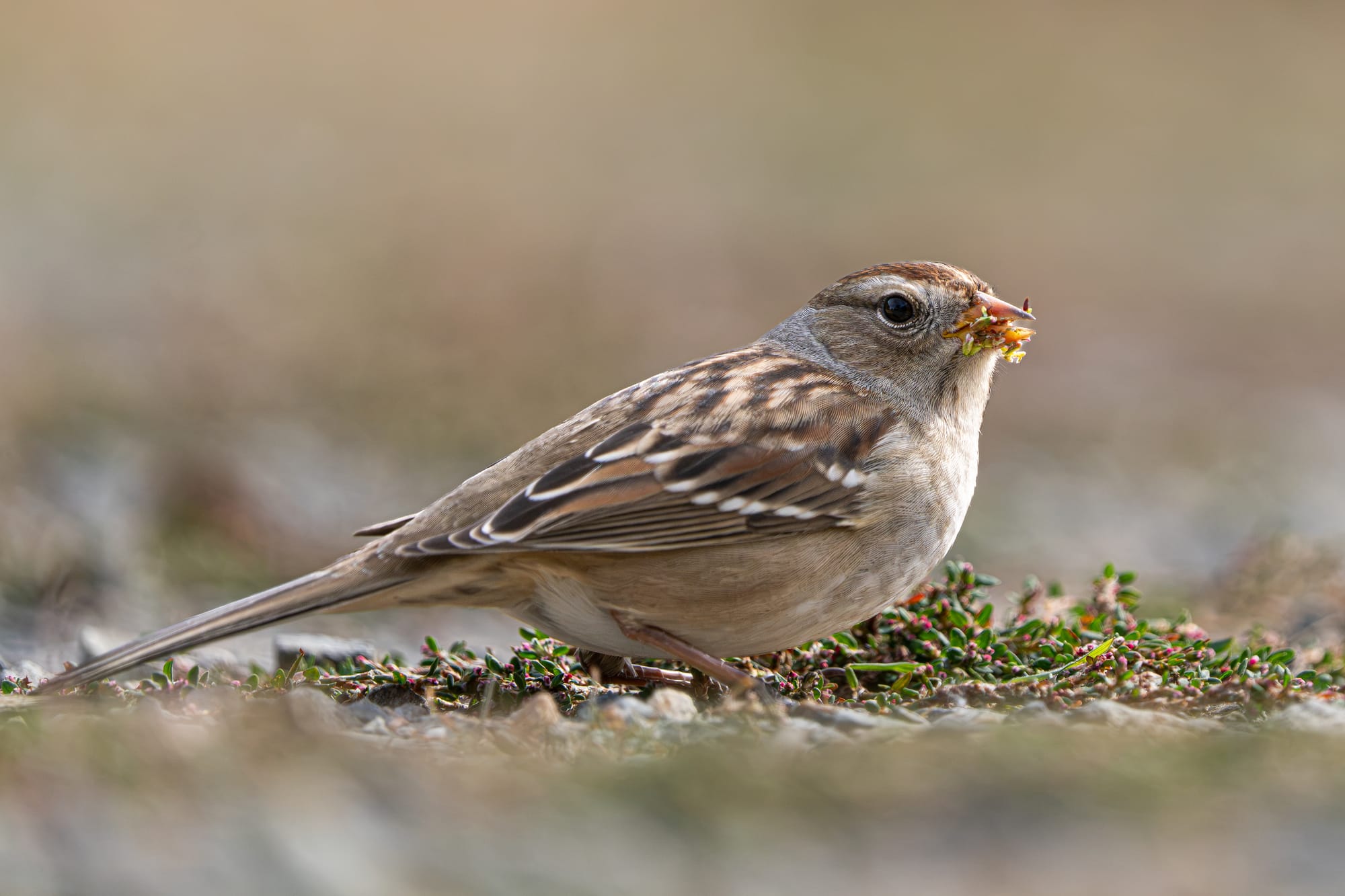 white-crowned sparrow