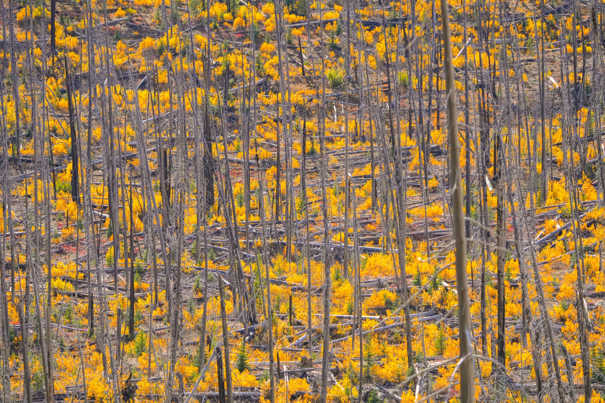 fall colors