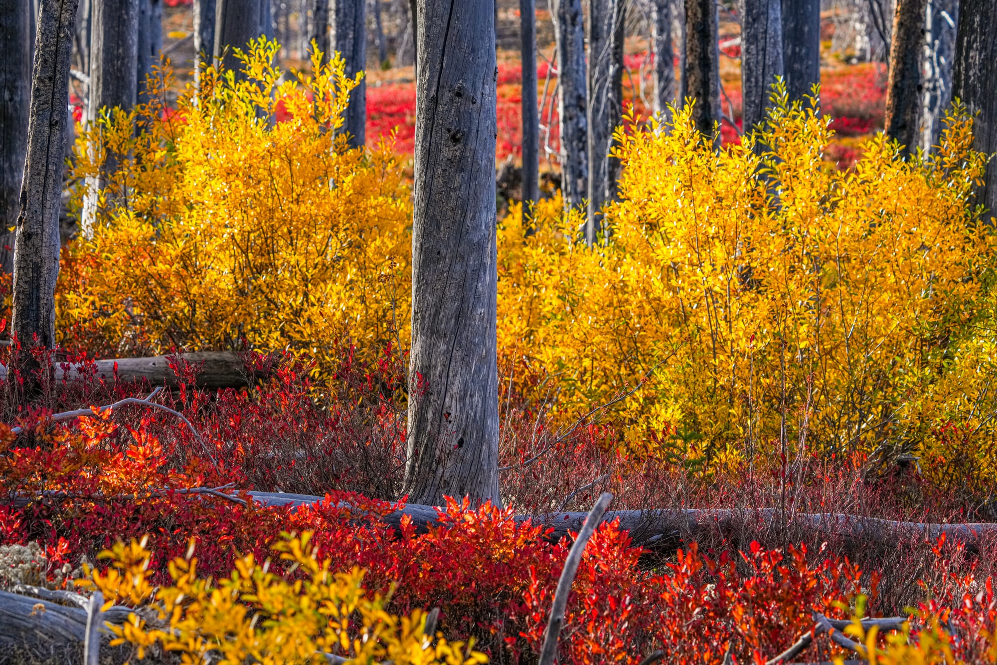 fall colors