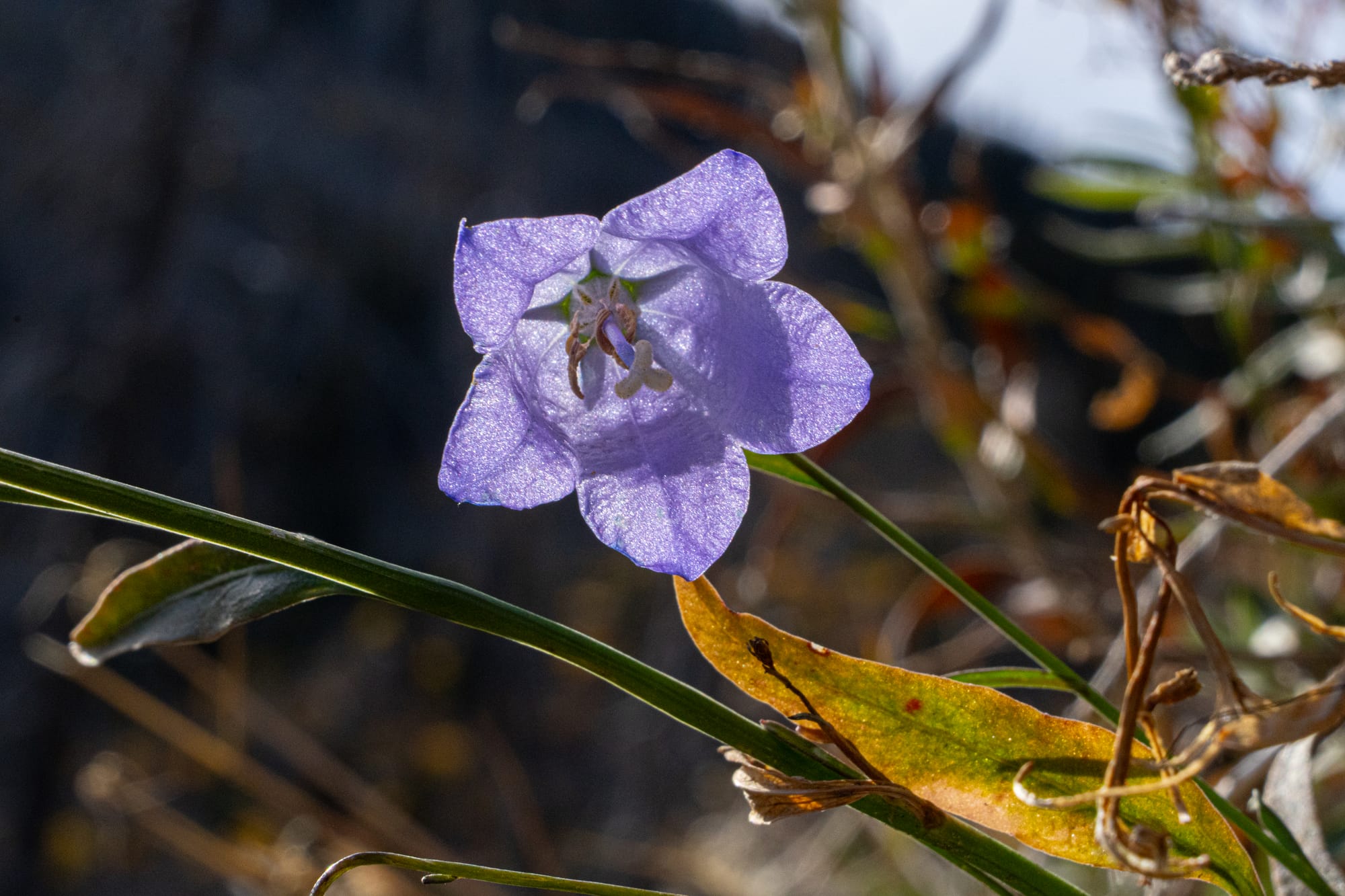 harebell
