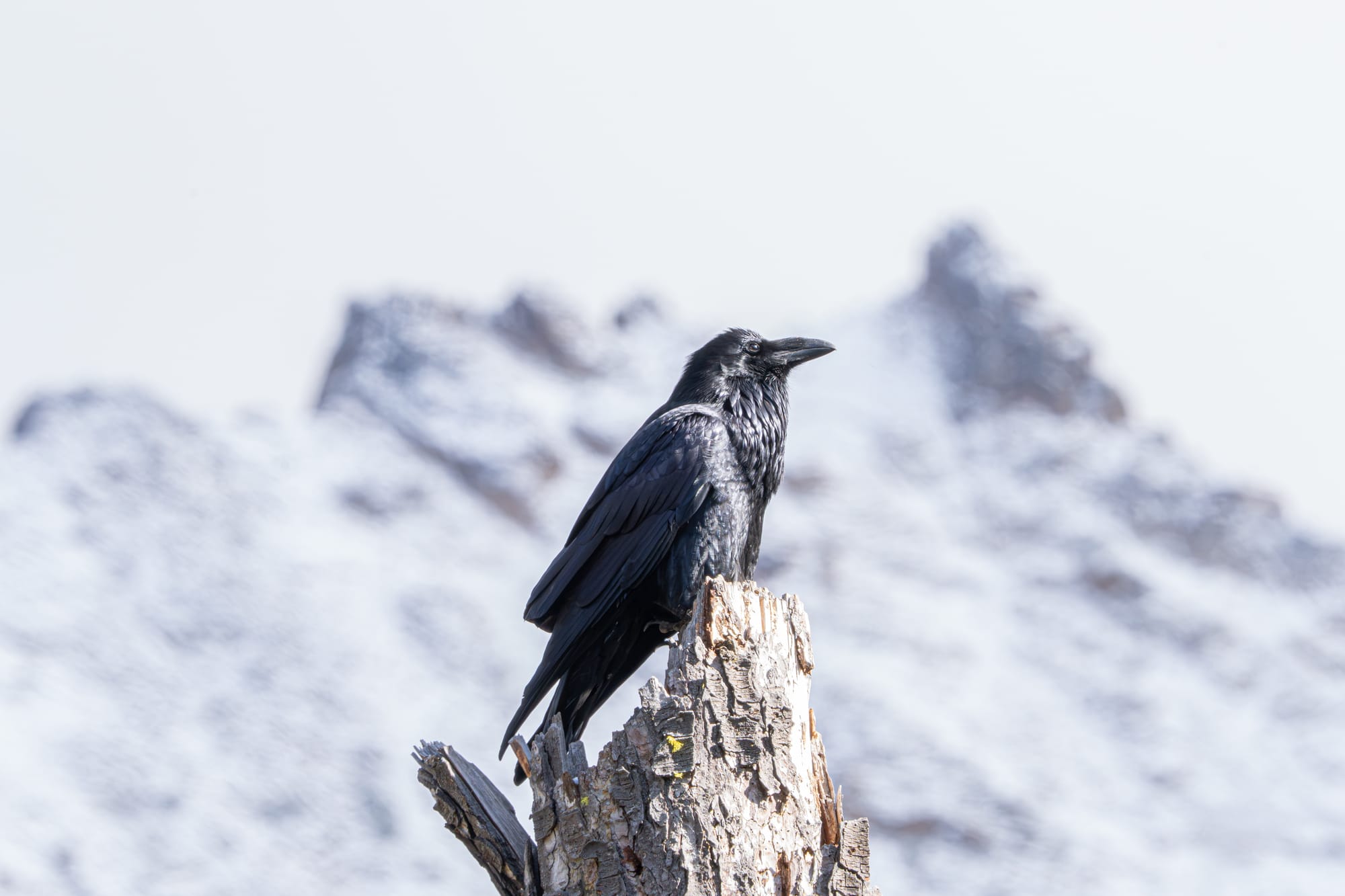 raven in mountains