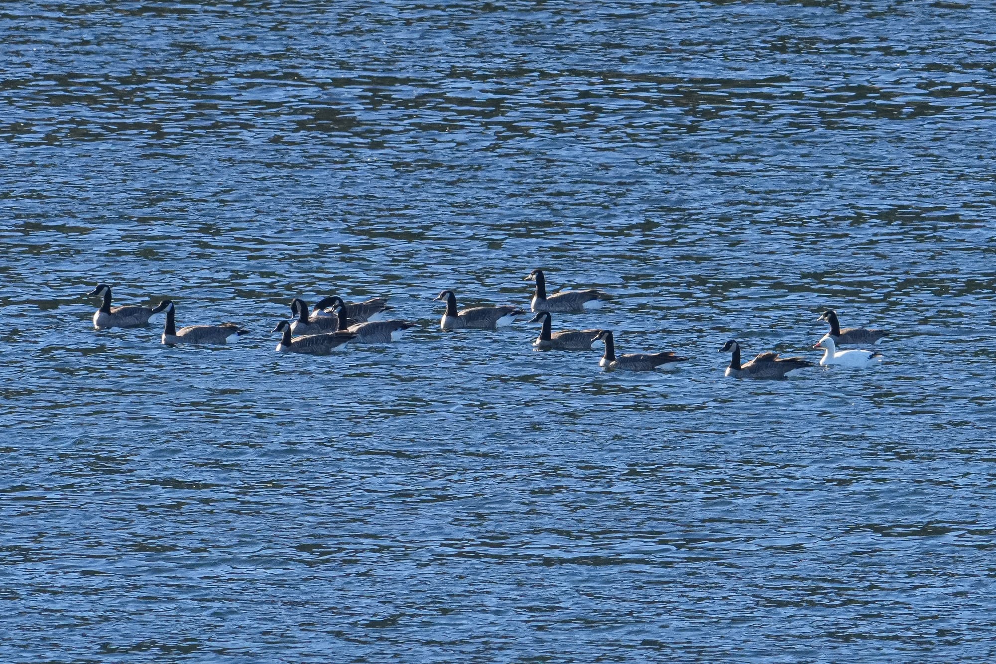 snow goose
