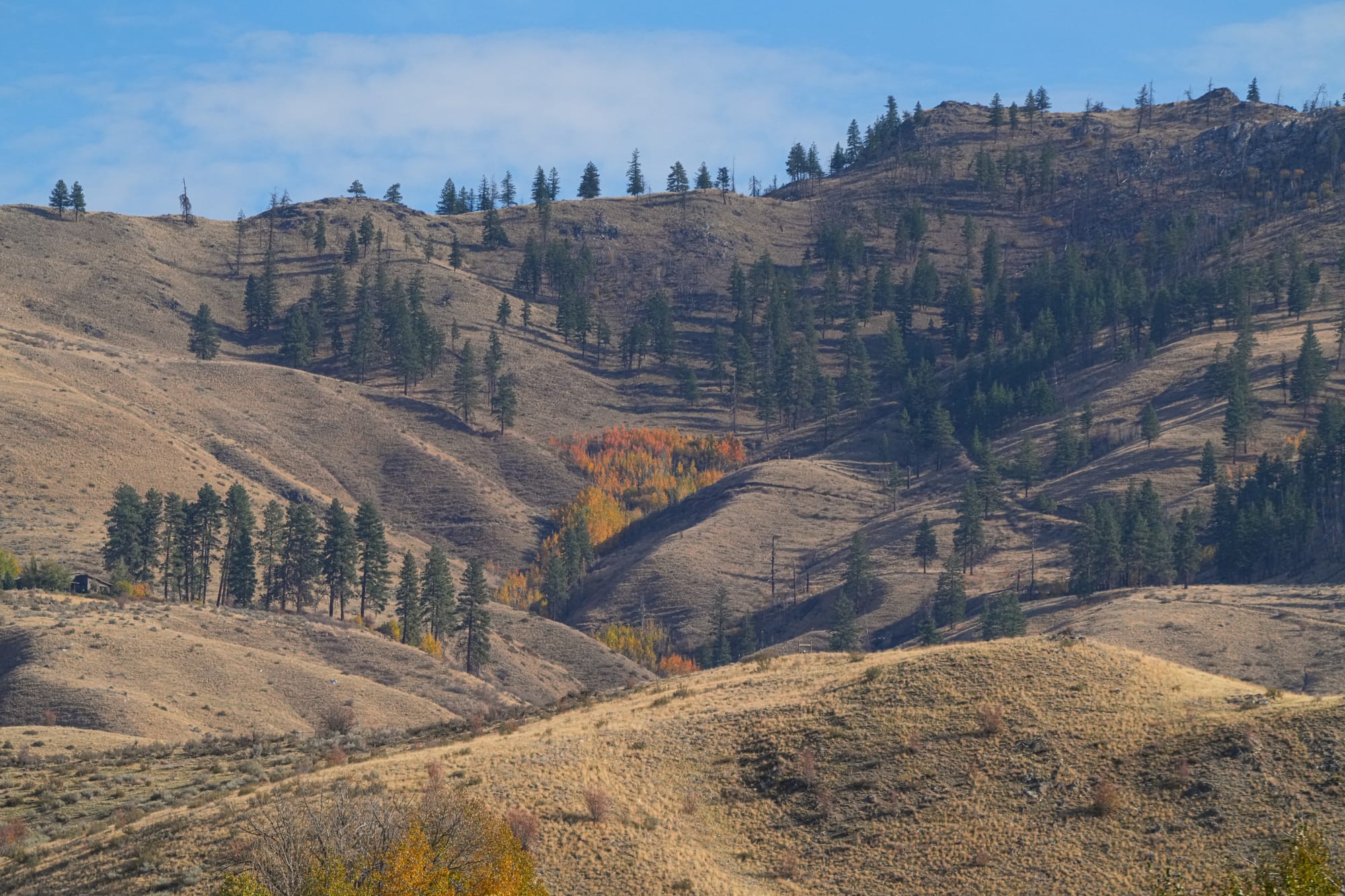 aspen grove
