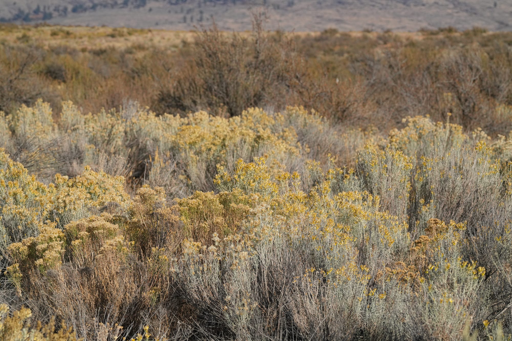 rabbitbrush