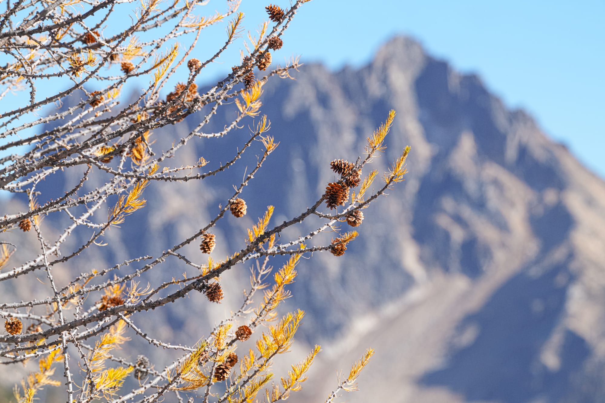 subalpine larch