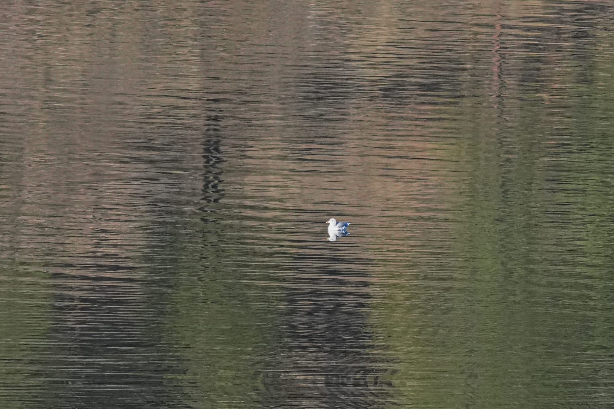 California gull