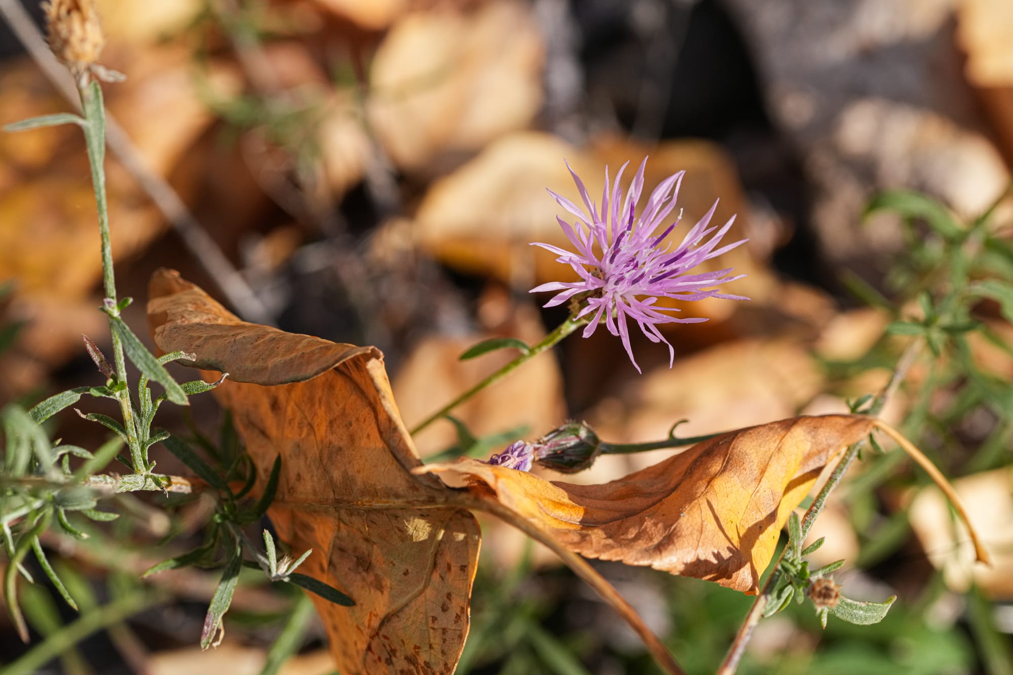 knapweed