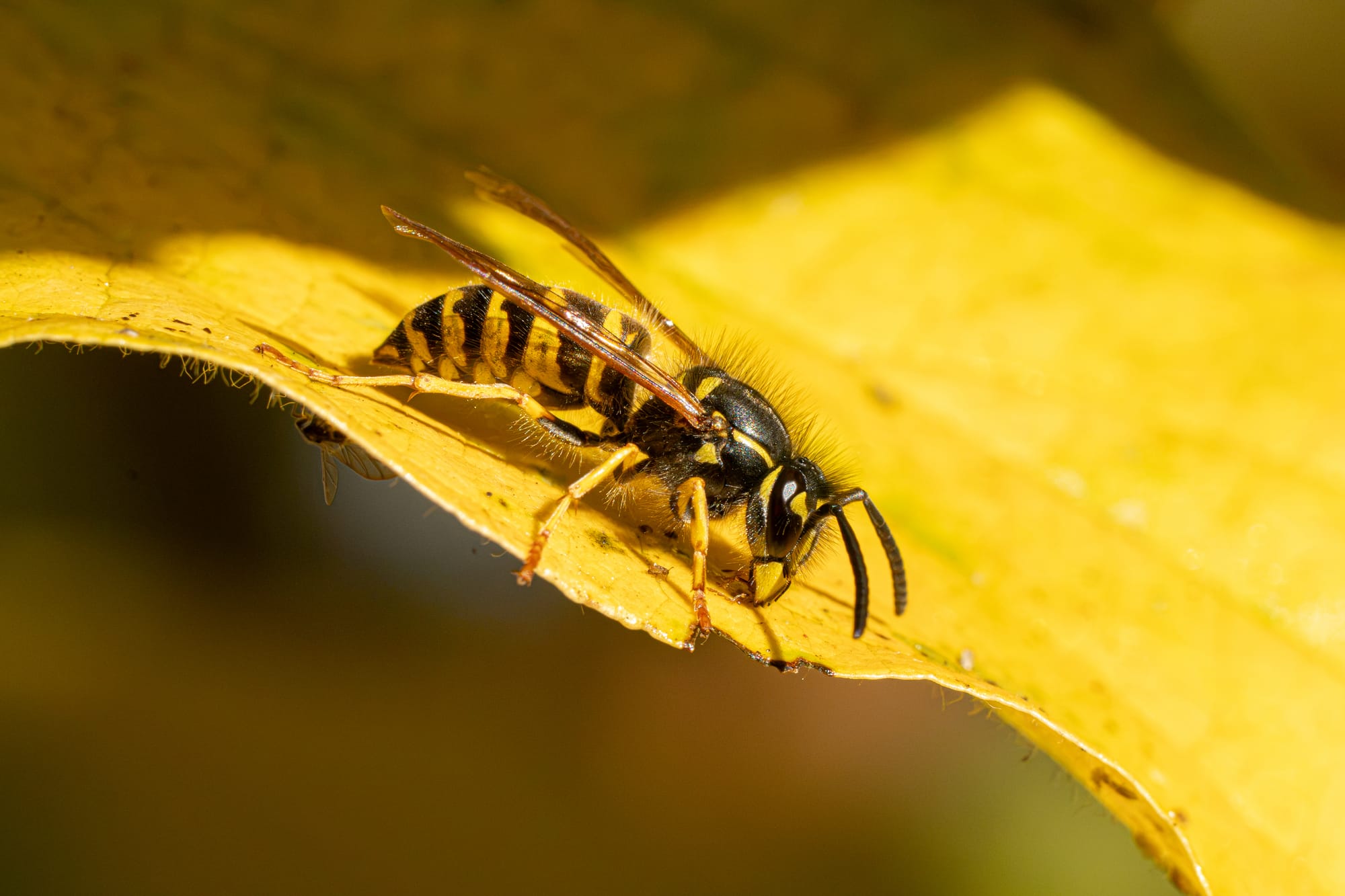 yellowjacket