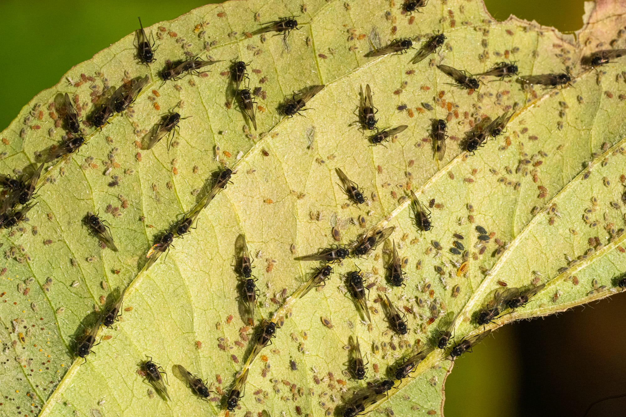 aphids