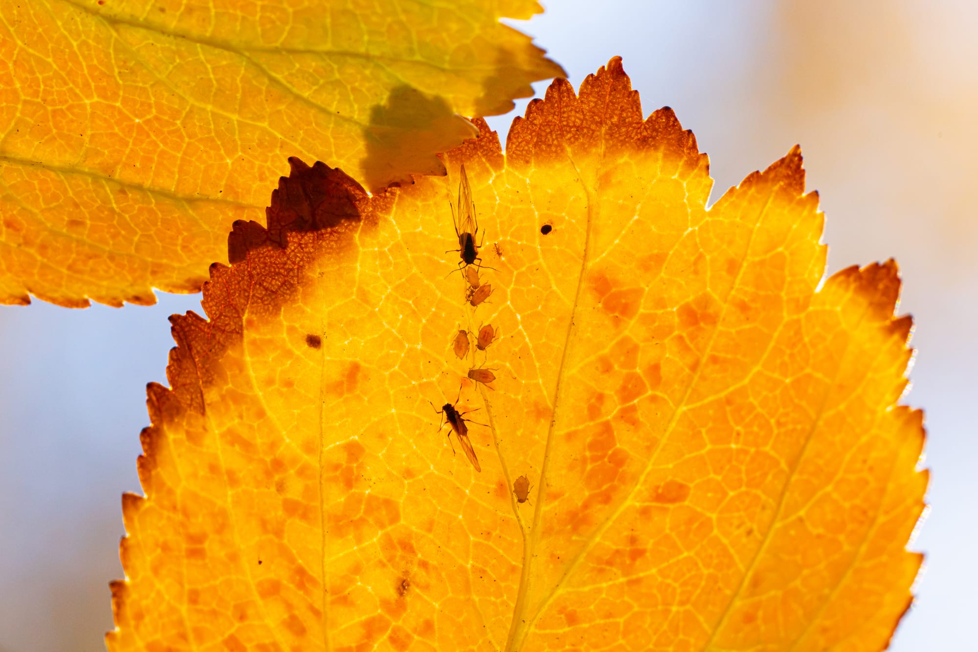 aphids
