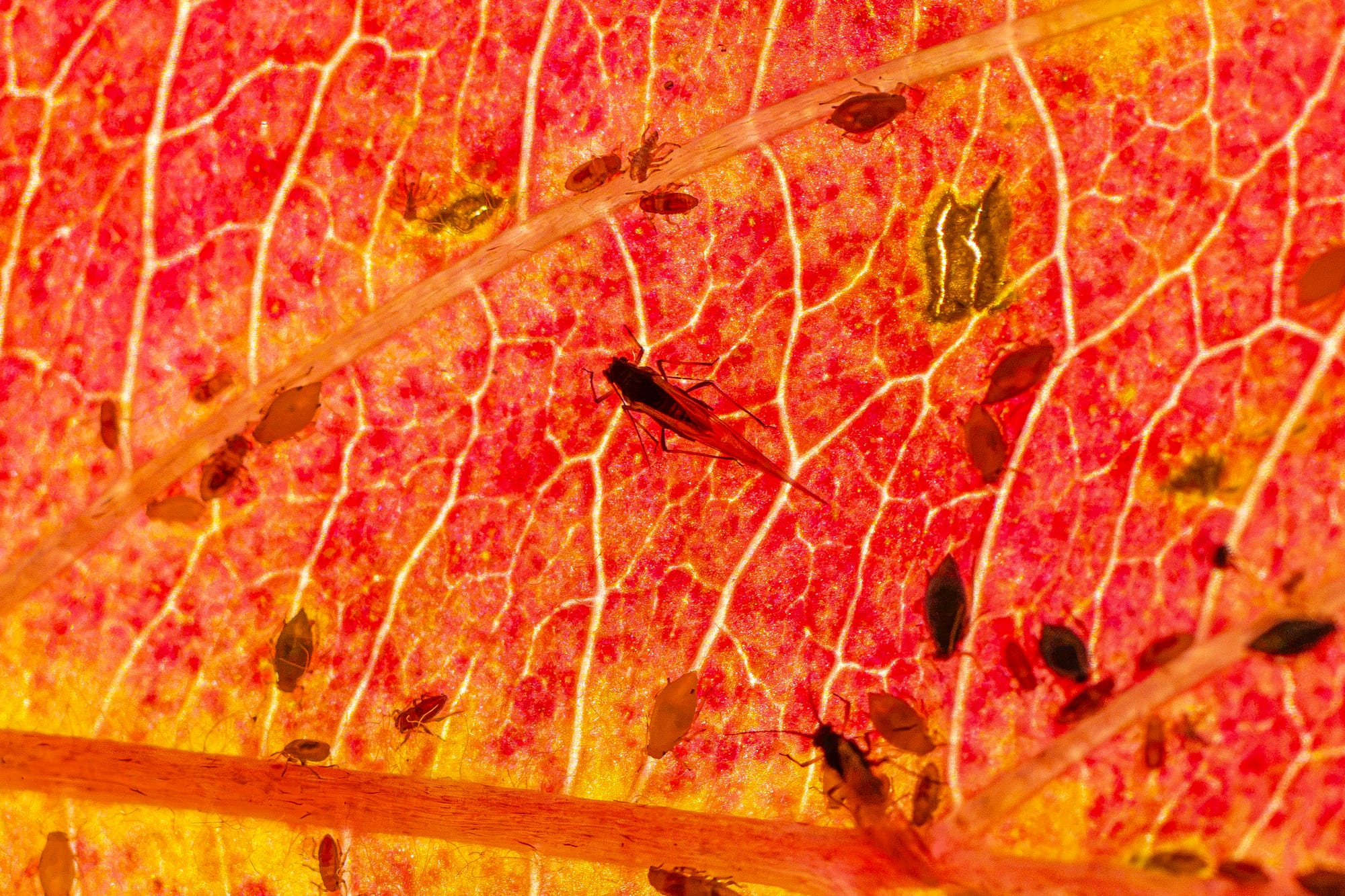 aphids