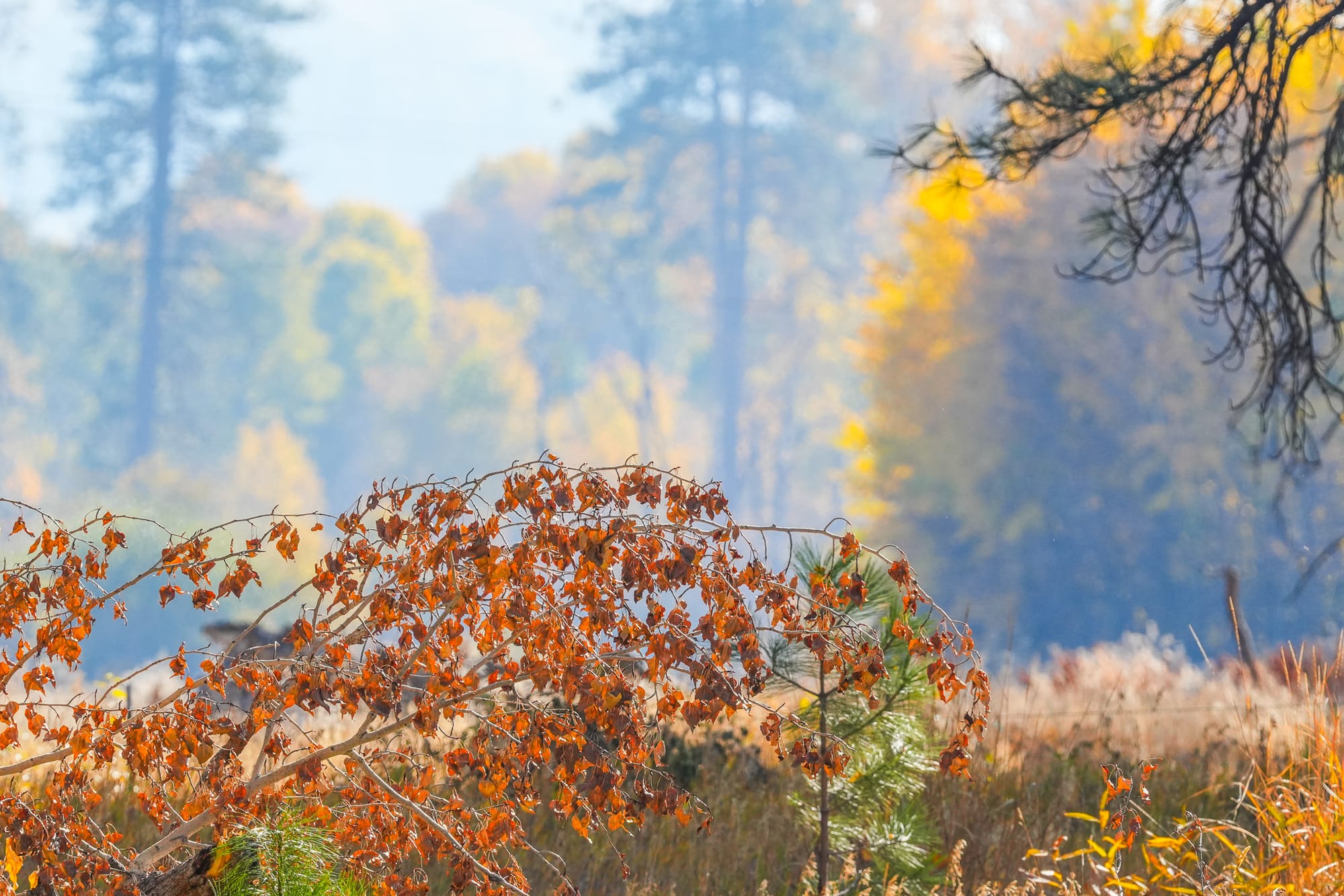 lovely fall scene