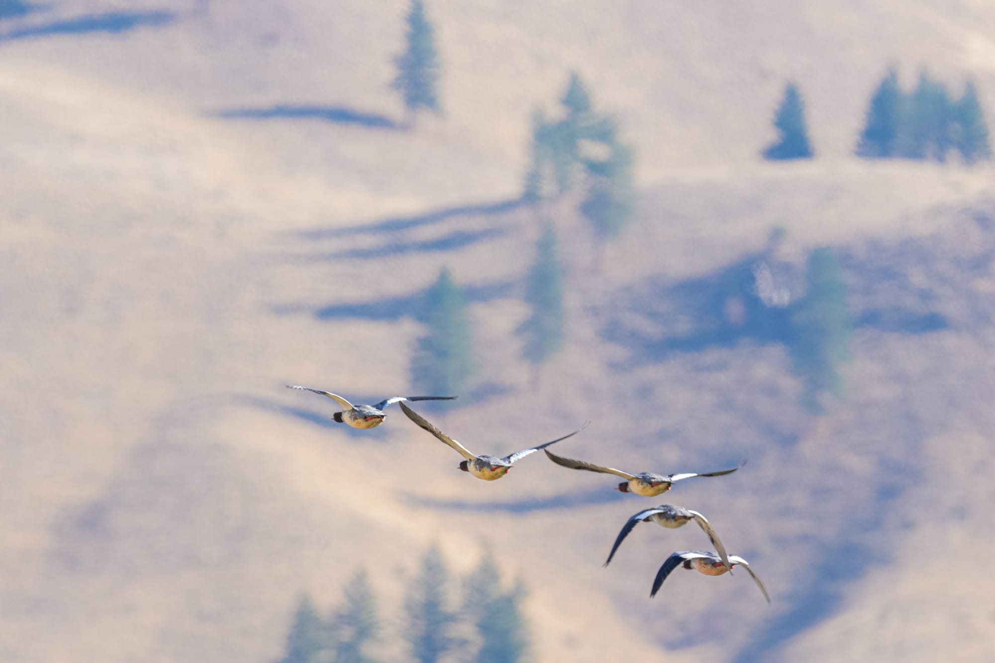 common mergansers