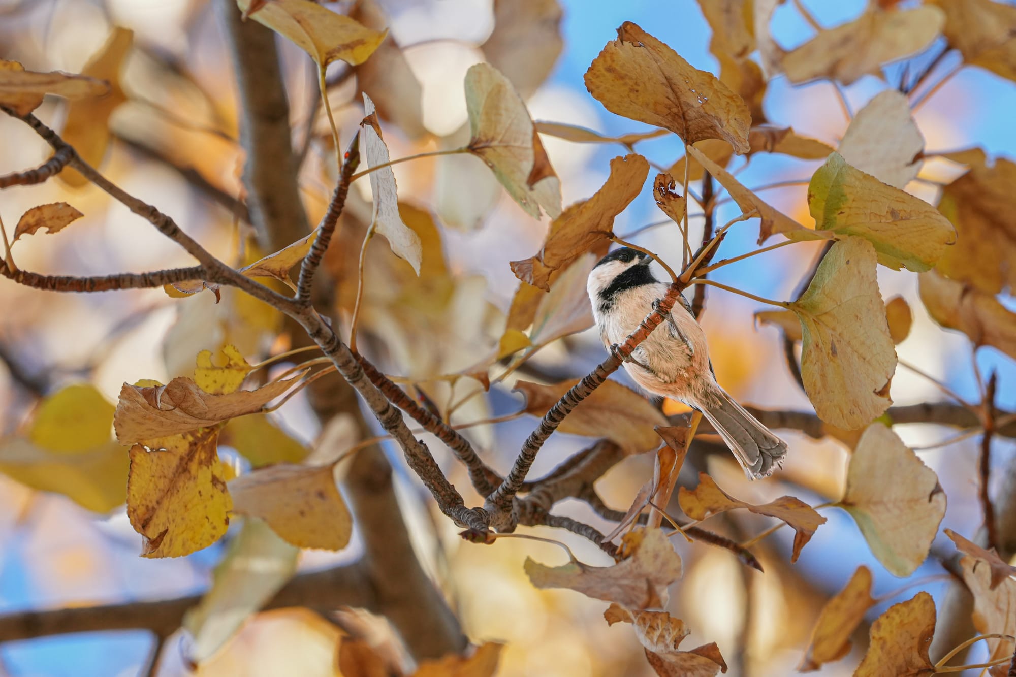 black-capped chickadee