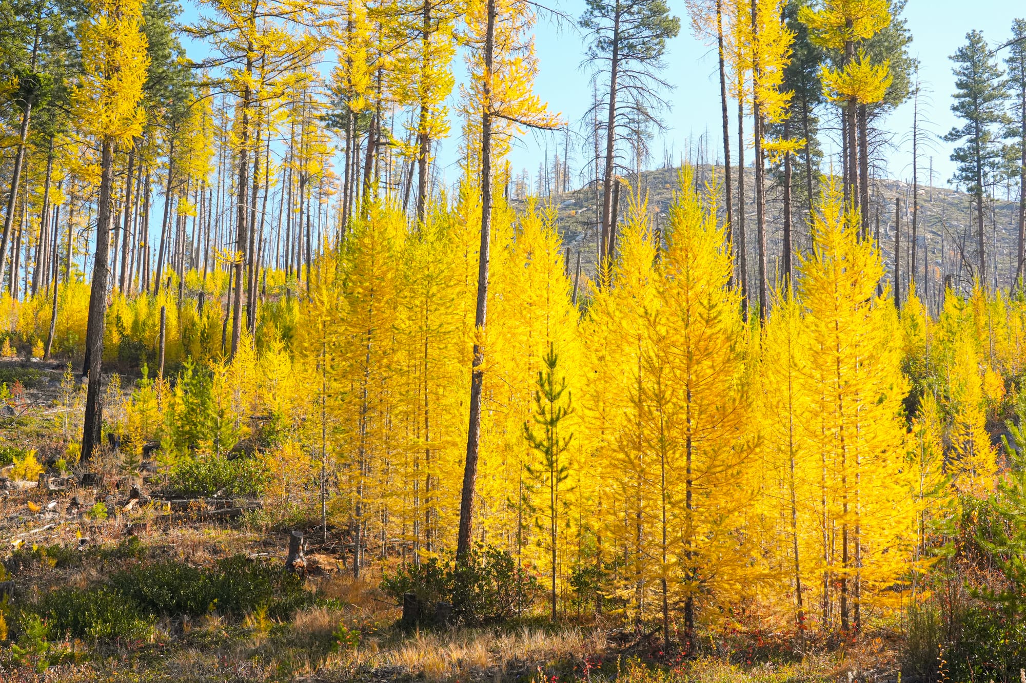 western larches