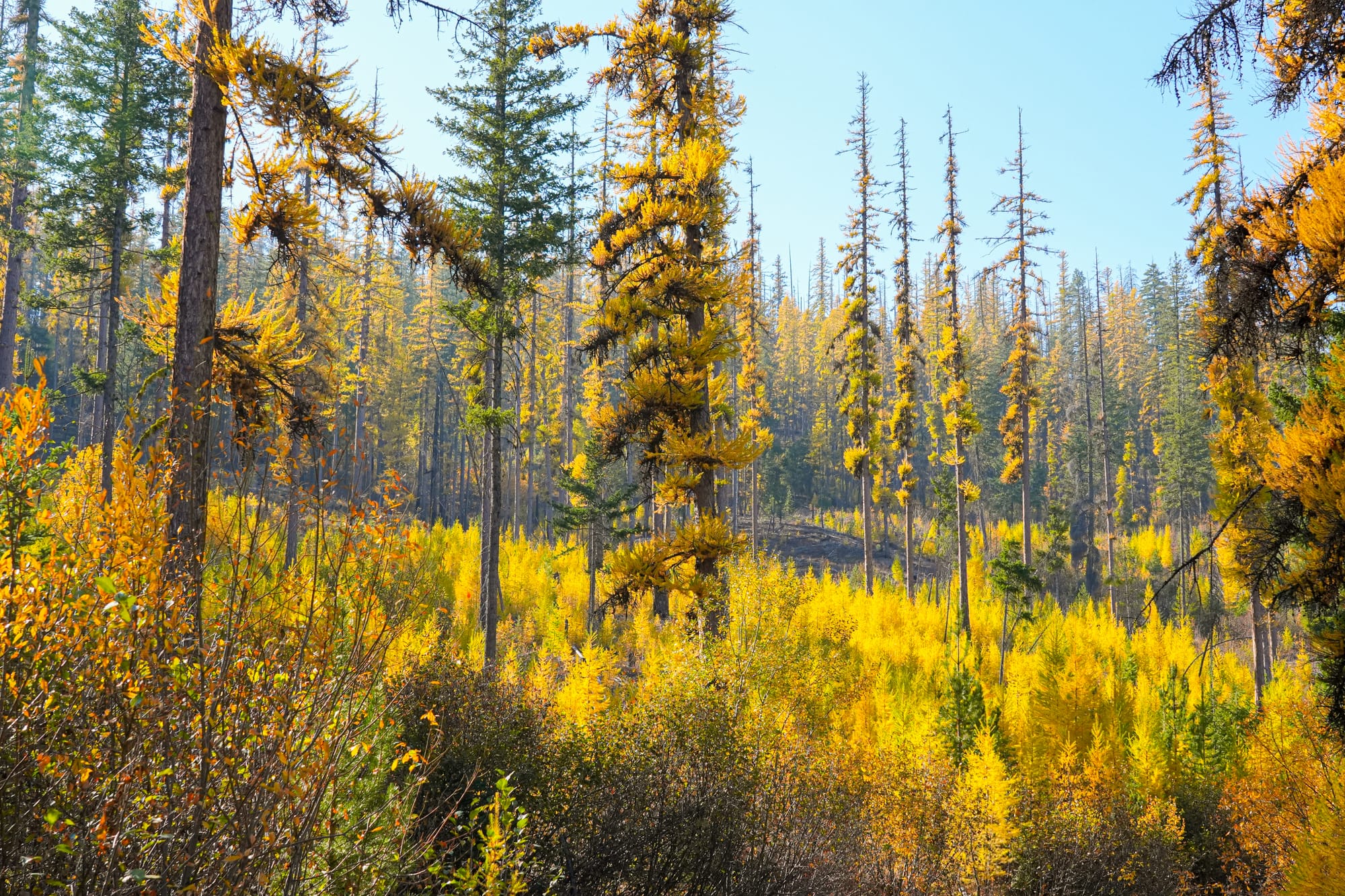 western larches