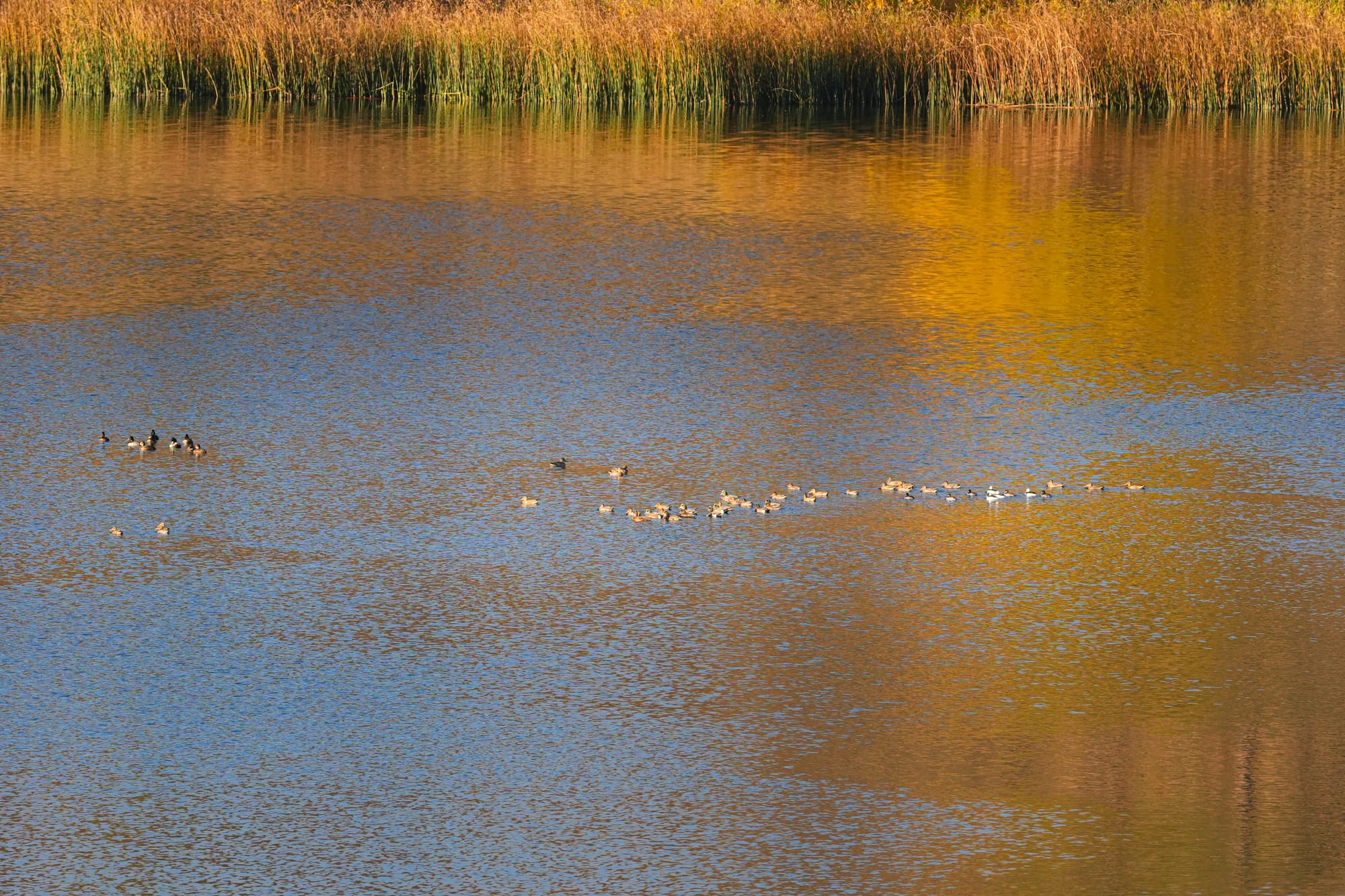 group of ducks
