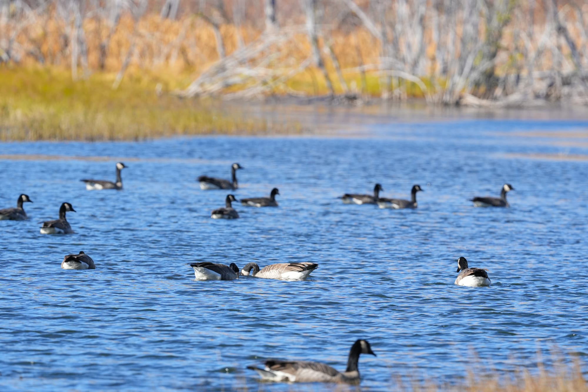 Canada geese