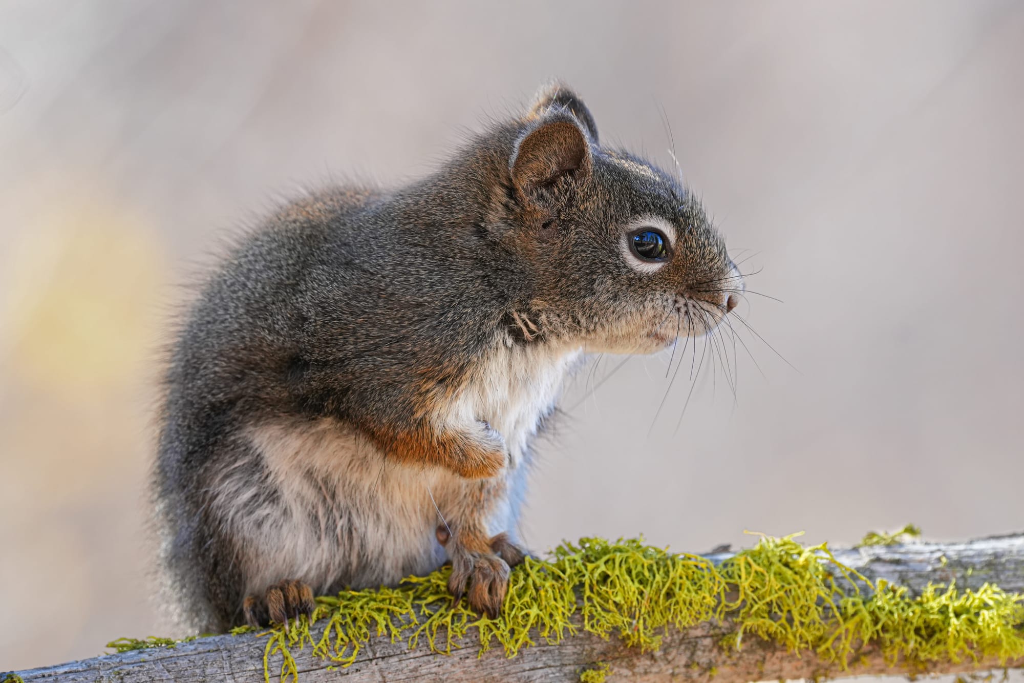 red squirrel